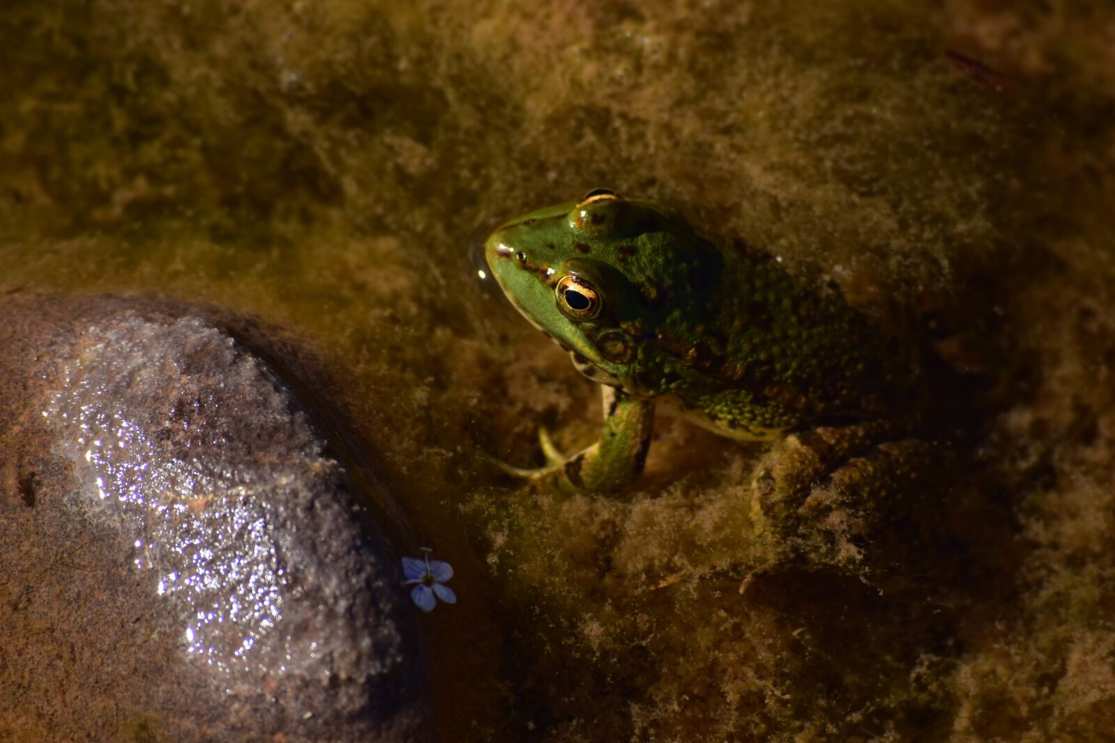 Nikon D5500 sample photo. Frog, oasis, morocco photography