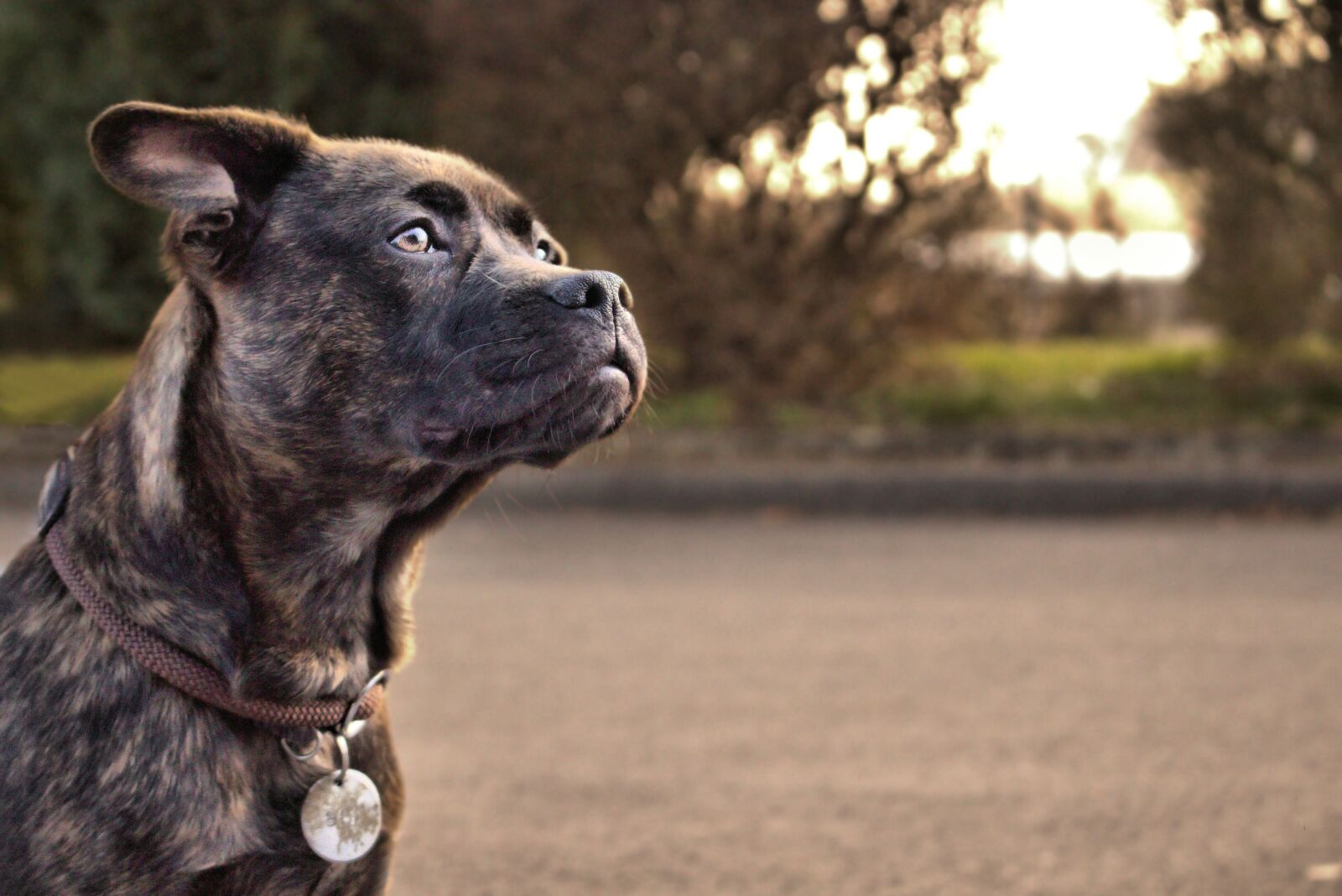 Canon EOS 700D (EOS Rebel T5i / EOS Kiss X7i) sample photo. Dog, friend, pet photography