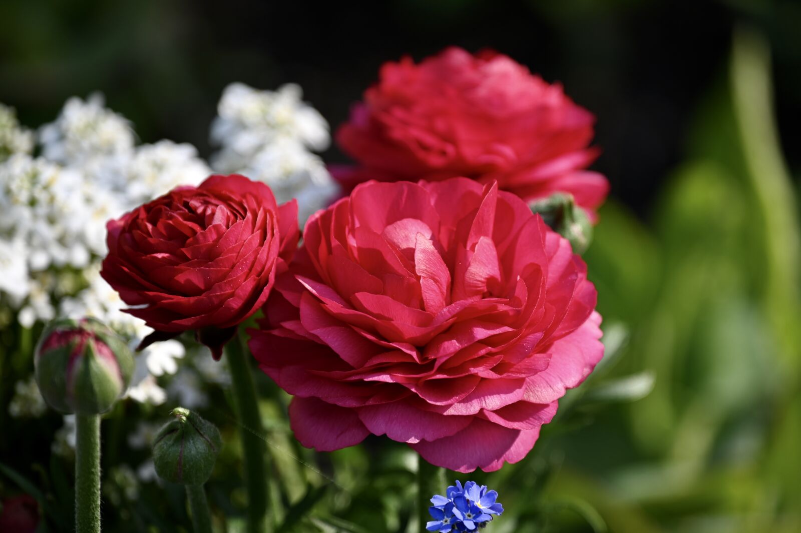 Nikon Z6 sample photo. Ranunculus, pink, close up photography