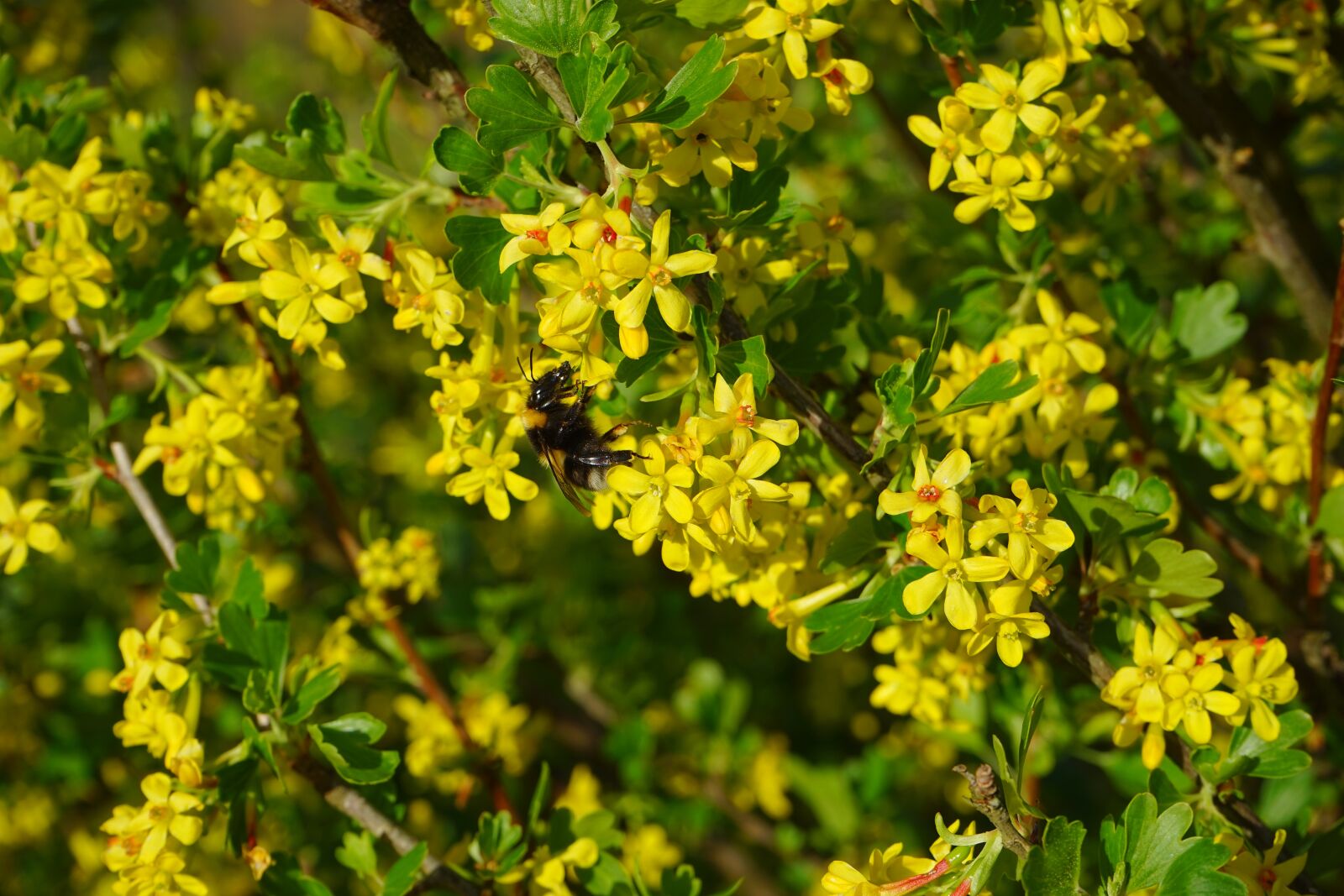 Sony a7 sample photo. Ribes aureum, flowers, yellow photography