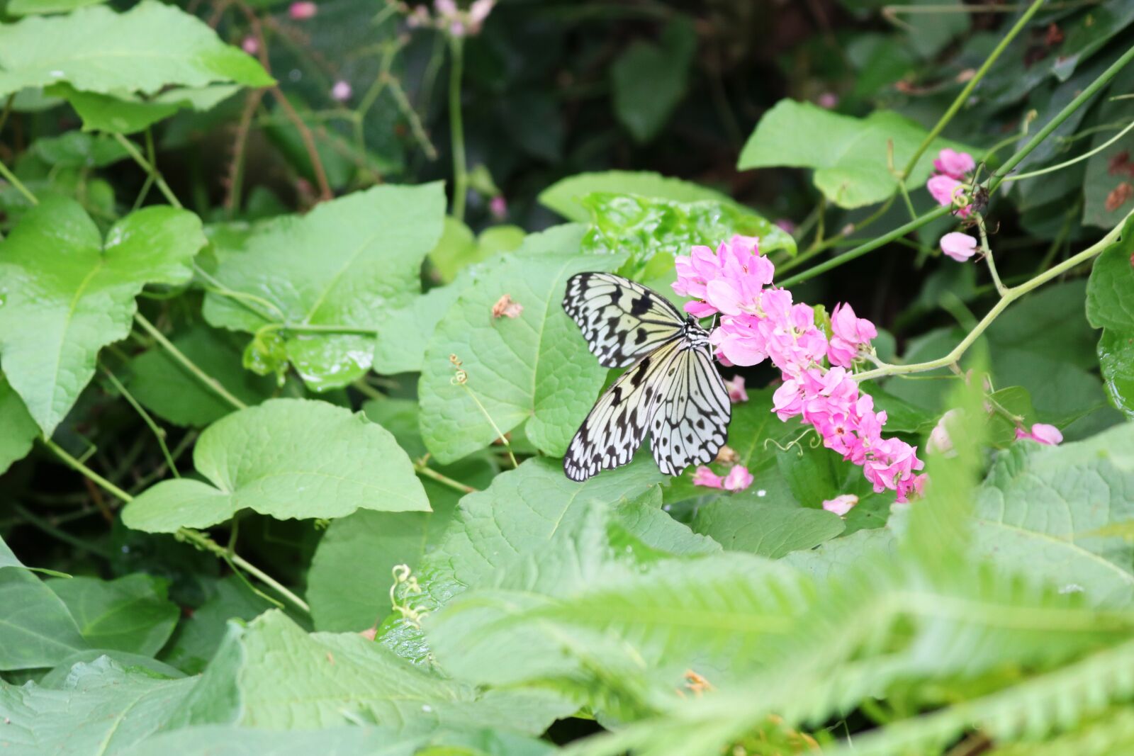 Canon EOS 750D (EOS Rebel T6i / EOS Kiss X8i) sample photo. Black, white, butterfly photography