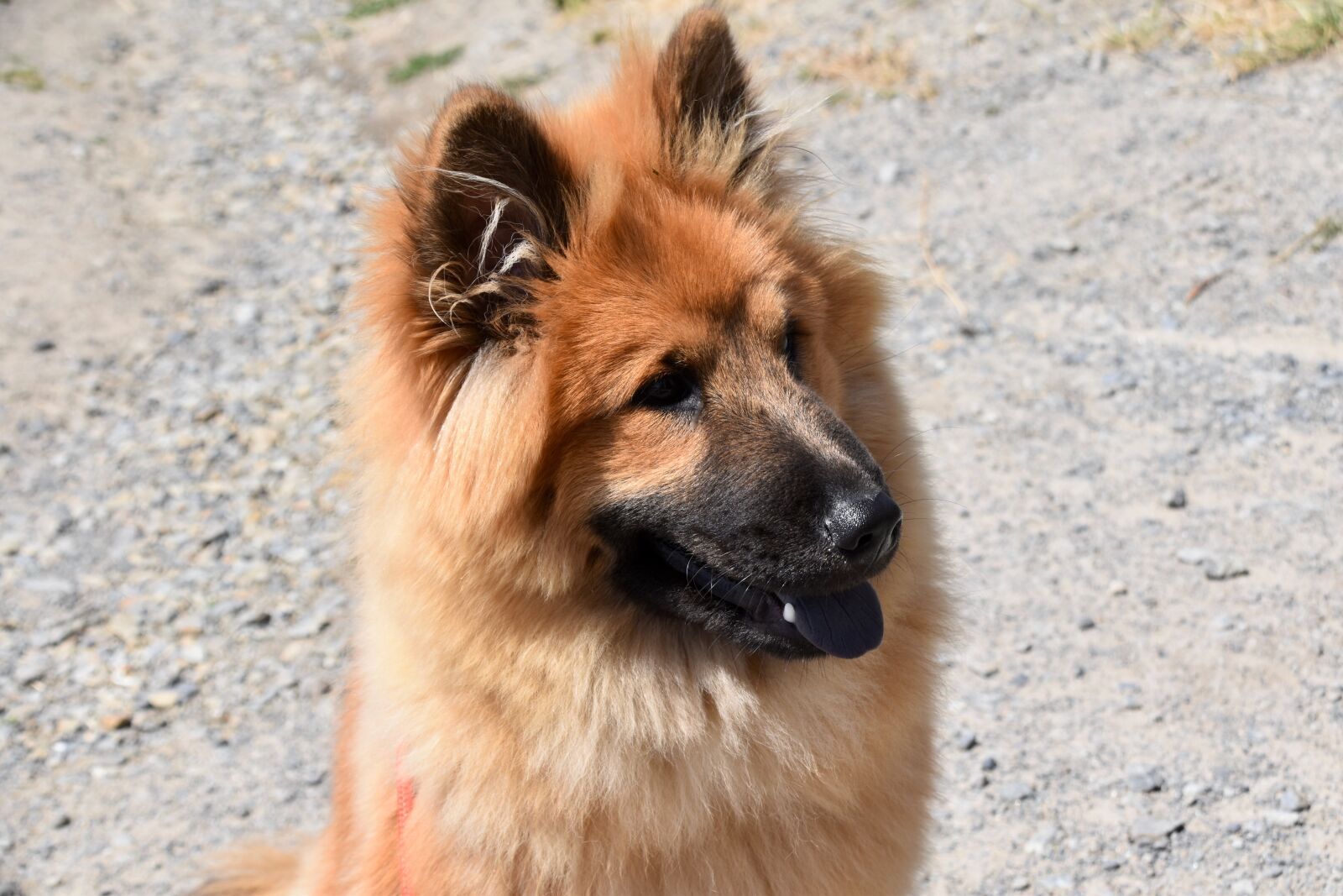 Nikon D5600 sample photo. Dog, bitch, eurasier female photography