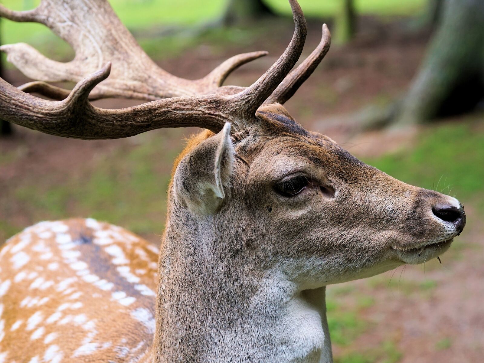 Sony a6000 + E 60mm F2.8 sample photo. Hirsch, fur, antler photography