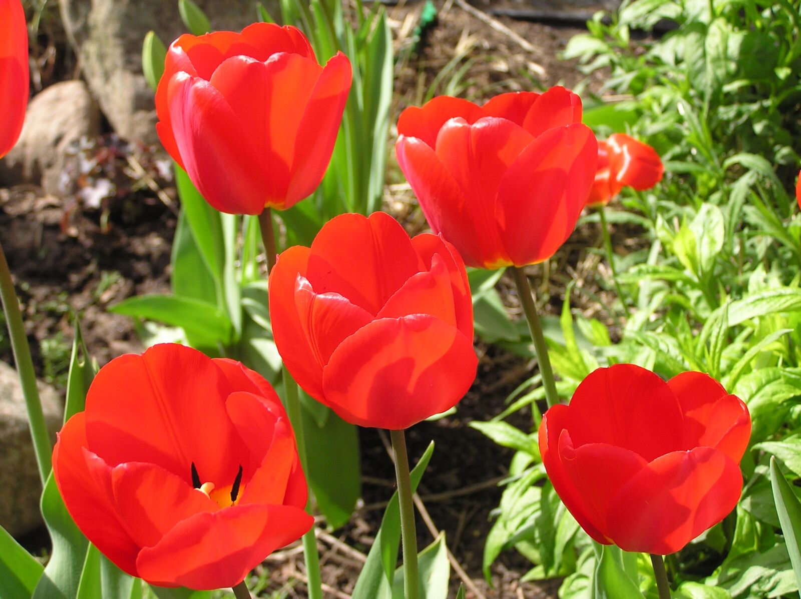 Olympus C750UZ sample photo. Tulips, spring, tulip photography