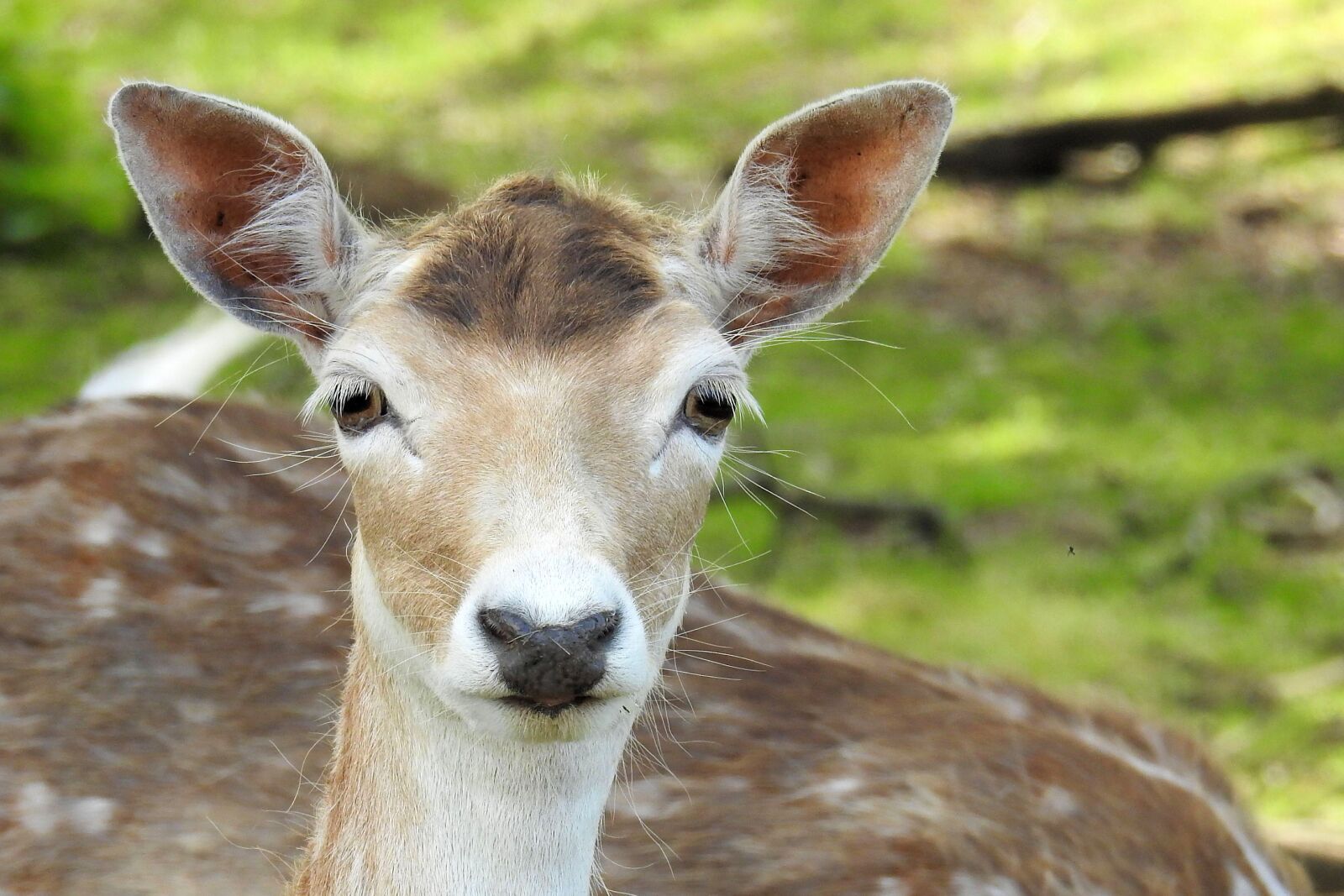 Nikon Coolpix P900 sample photo. Roe deer, fallow deer photography