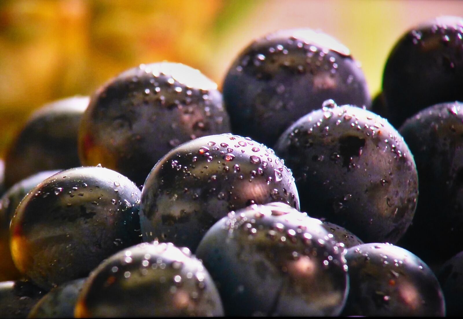 Panasonic DMC-FZ72 sample photo. Grapes, fruit, blue photography