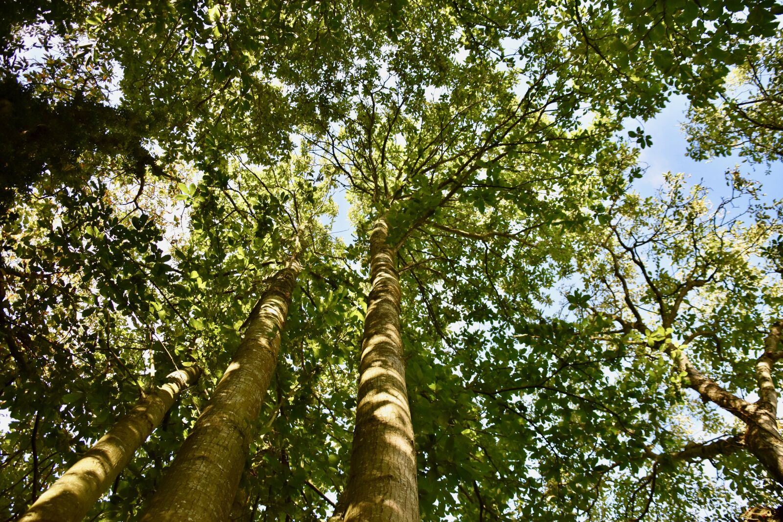 Nikon D5600 sample photo. Tree, foliage, tree trunk photography
