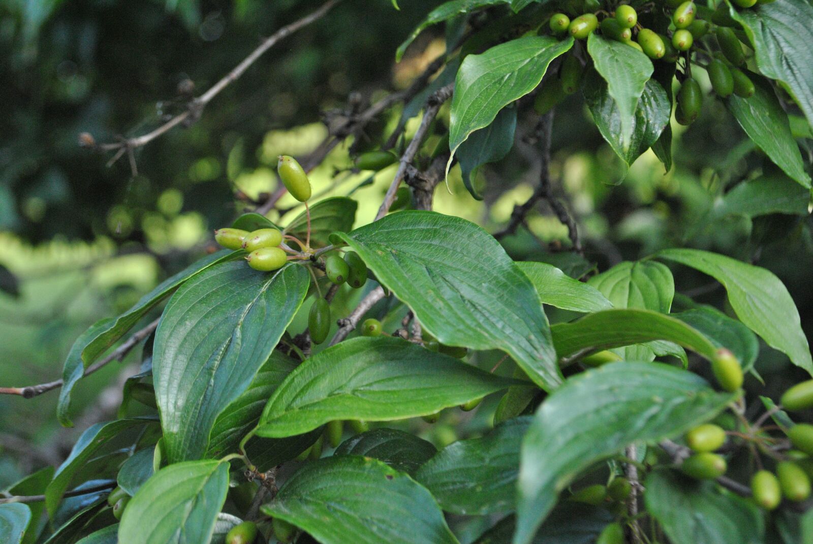 Nikon D3000 sample photo. Fruit, plants, nature photography
