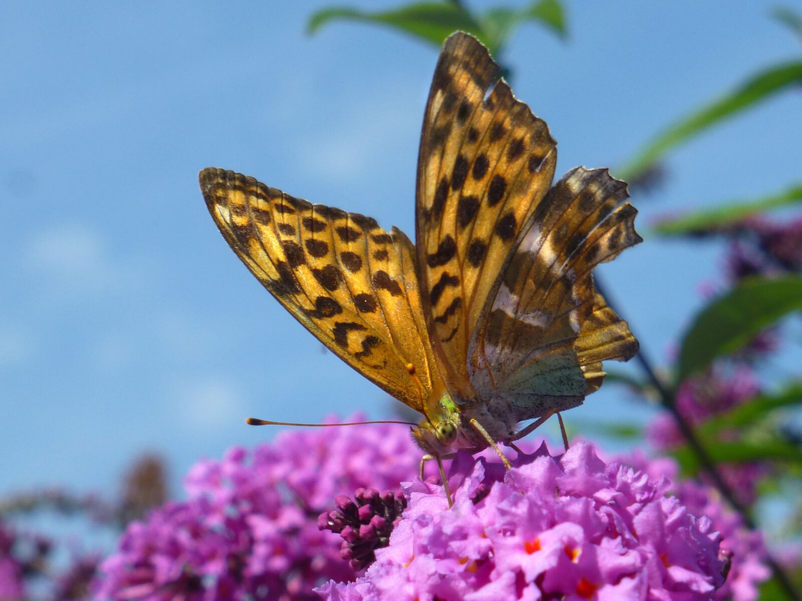 Panasonic DMC-TZ31 sample photo. Butterfly, mother of pearl photography