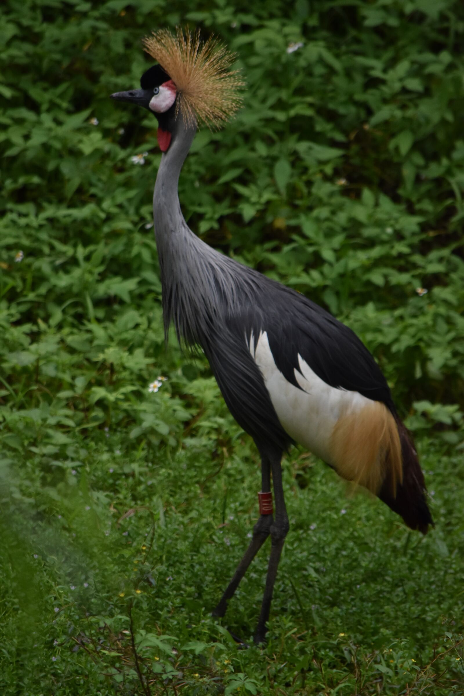 Nikon D5500 sample photo. Bird, nature, wildlife photography