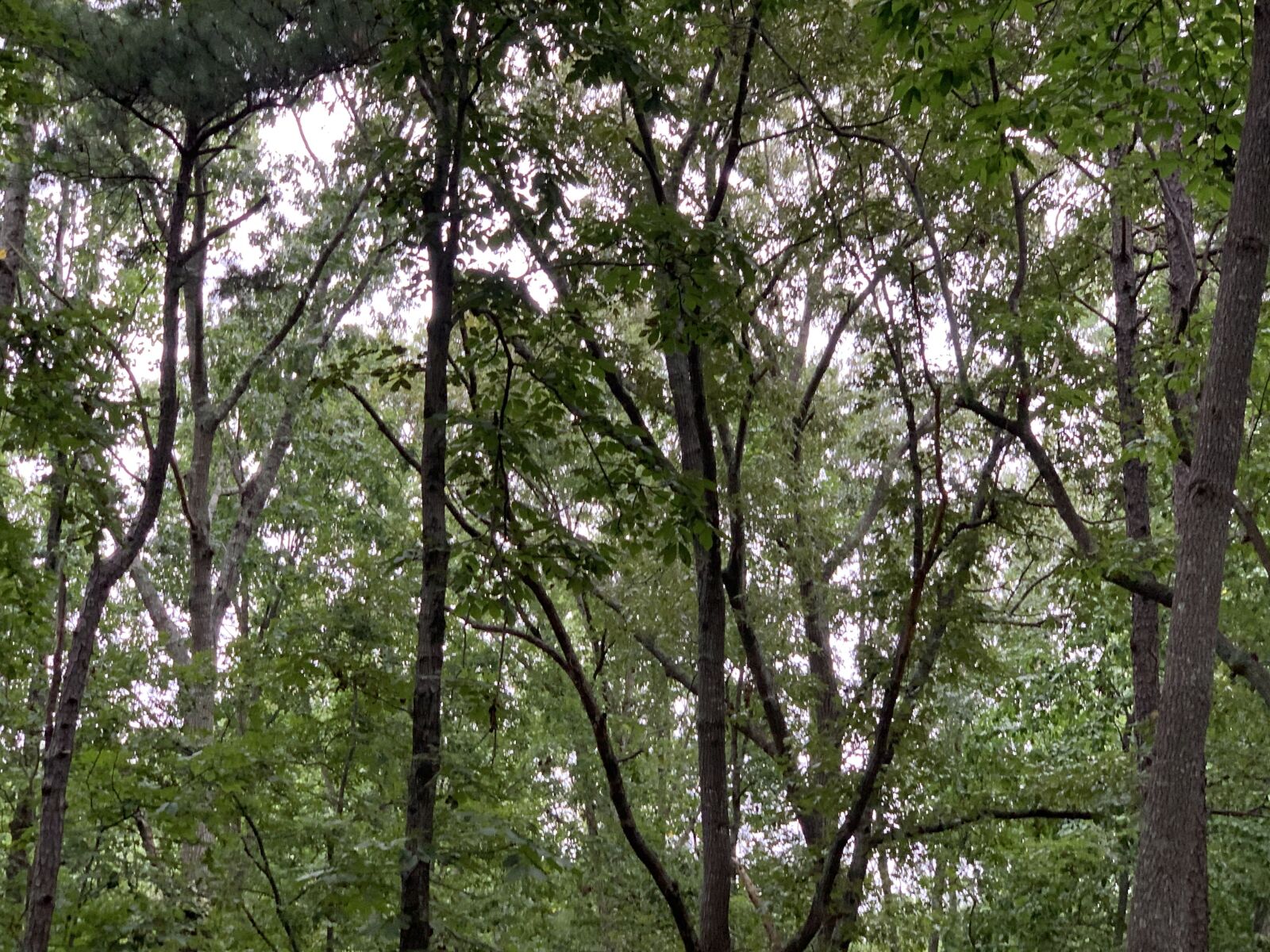 Apple iPhone XS Max sample photo. Trees, canopy, nature photography
