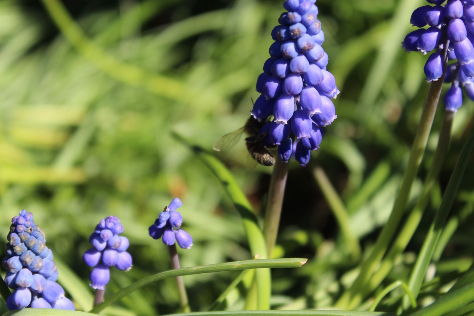 Canon EOS 1300D (EOS Rebel T6 / EOS Kiss X80) sample photo. Muscari, wasp, flowers photography