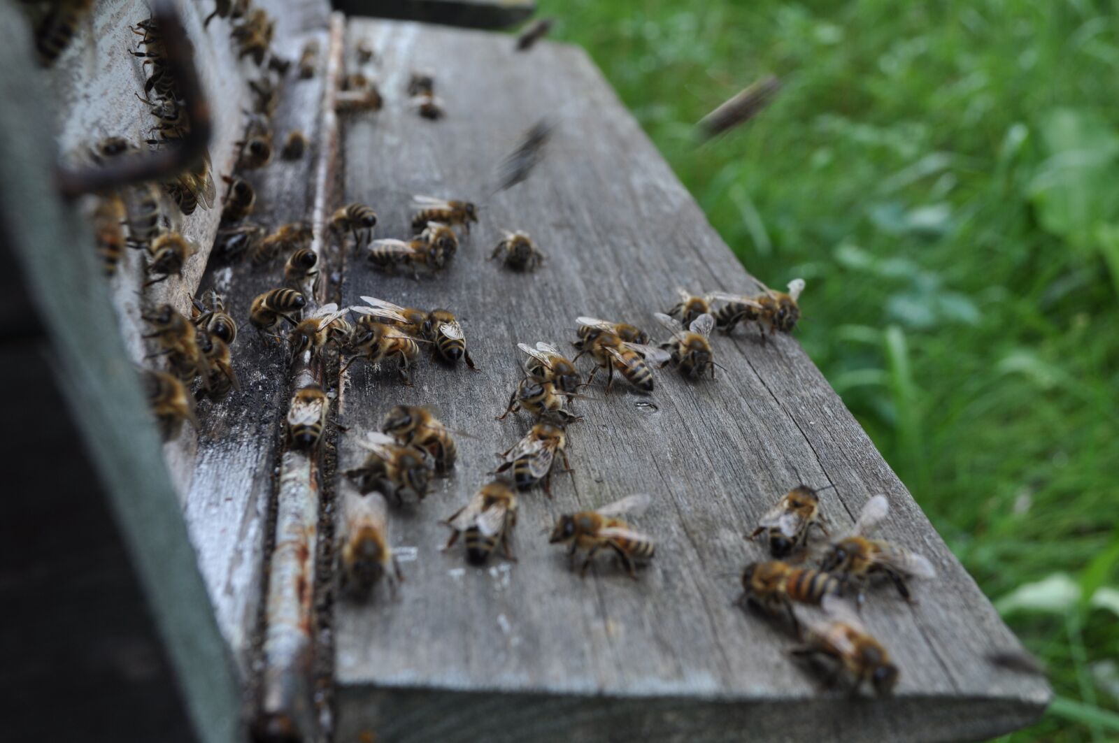 Nikon D90 sample photo. Bees, the hive, bee-keeping photography