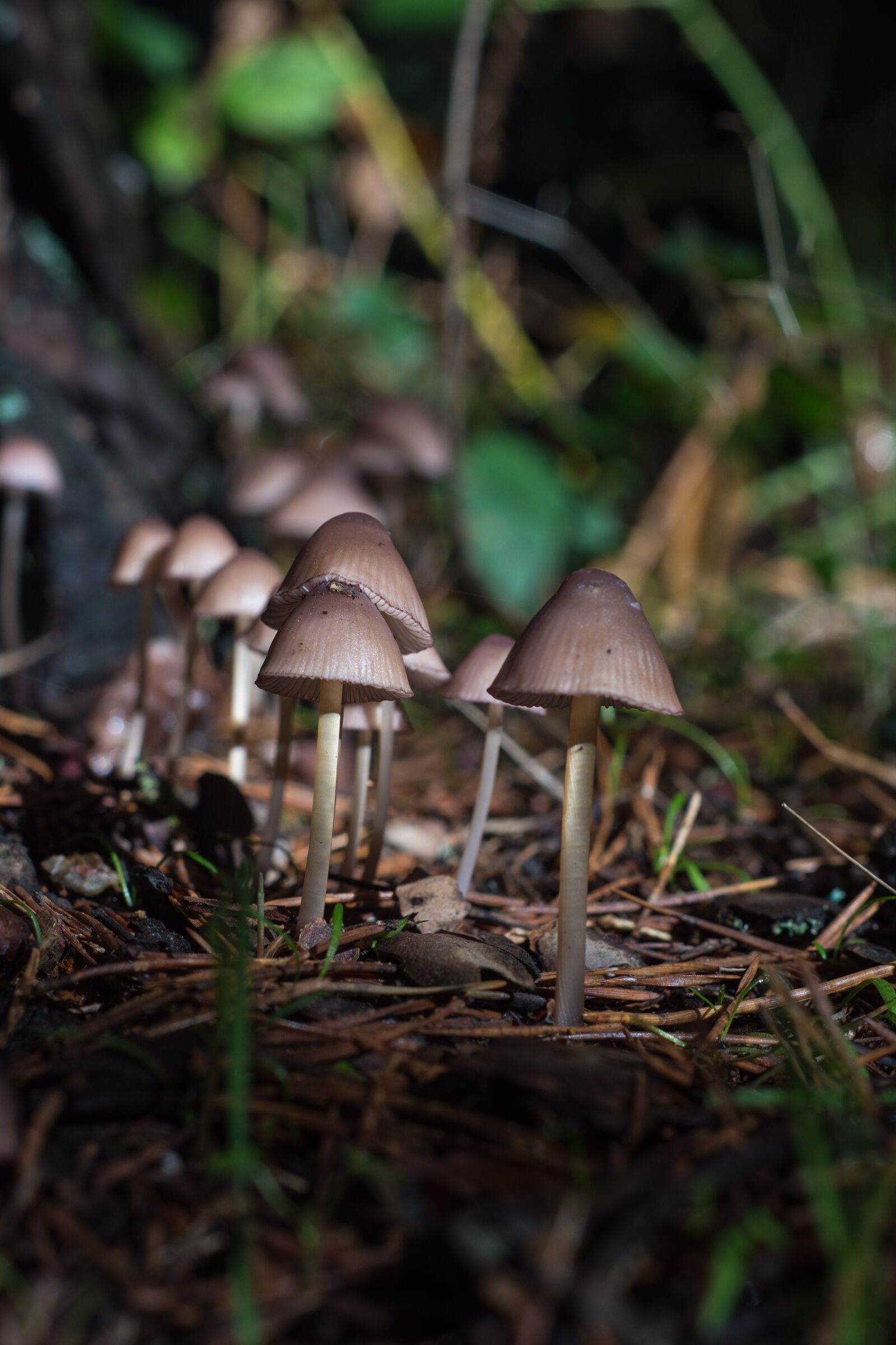 Nikon D7200 sample photo. Mushrooms, grass, color photography