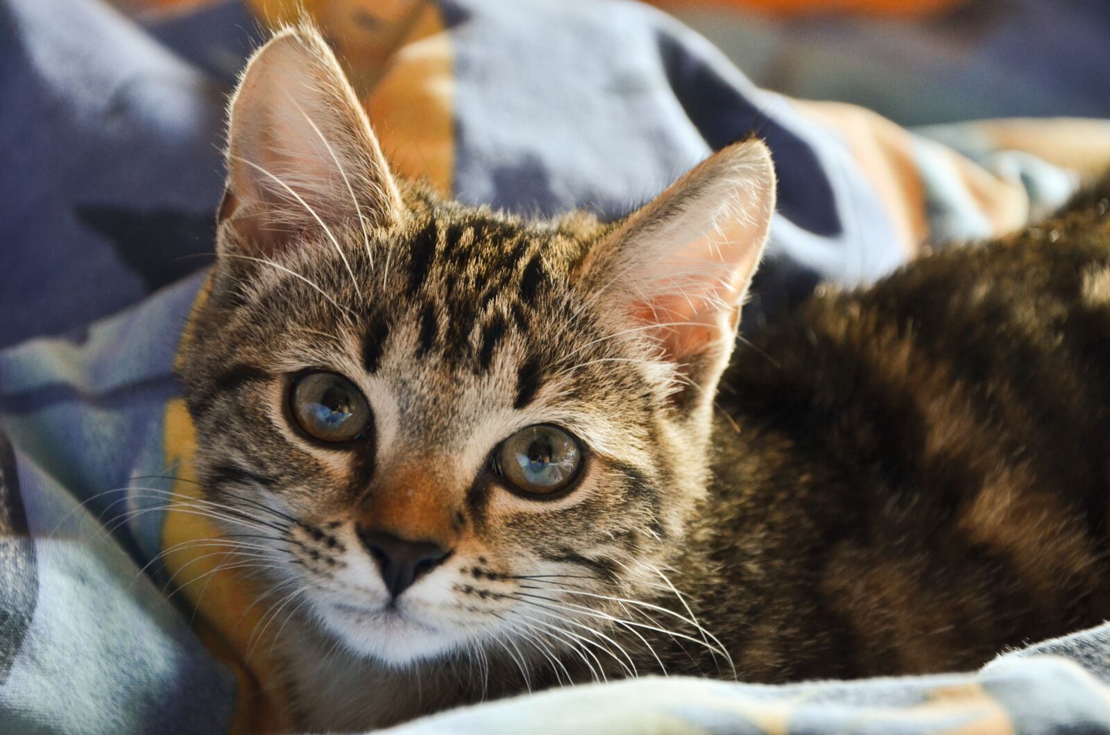 Nikon D7000 sample photo. Cat, blanket, pet photography