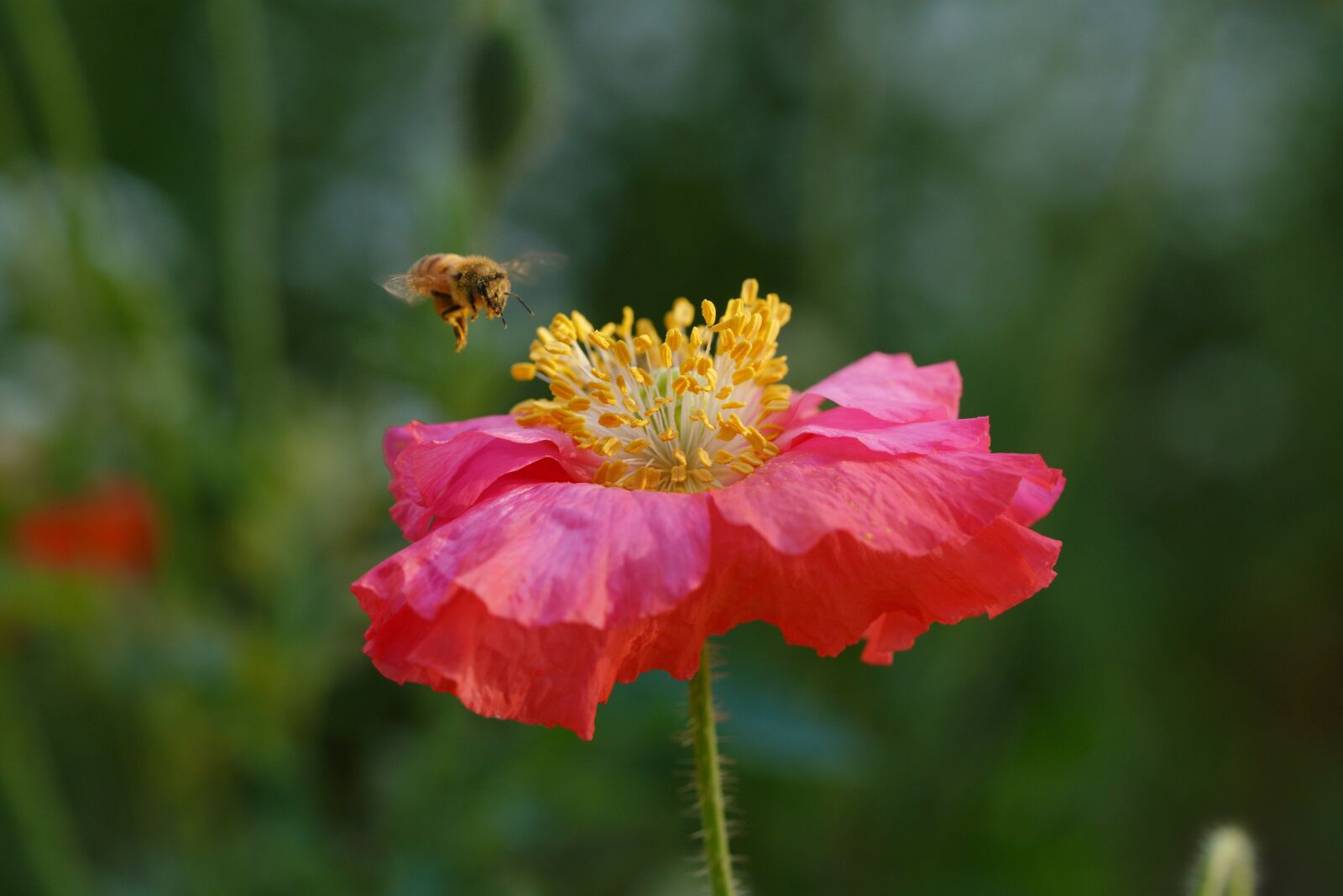 Sony a7R III sample photo. Poppy, nature, flower photography