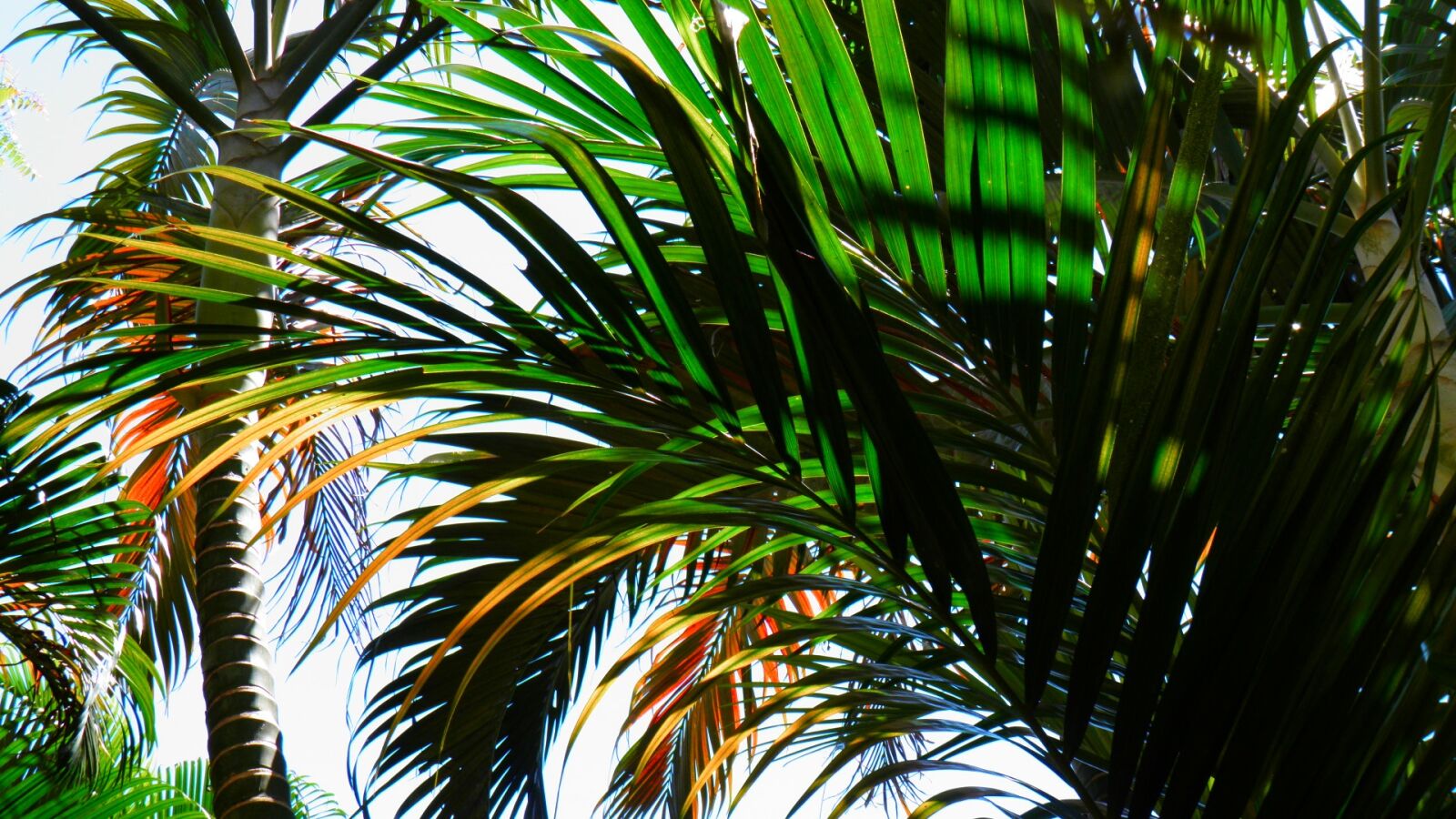Olympus SP800UZ sample photo. Palm tree, beach, tropical photography