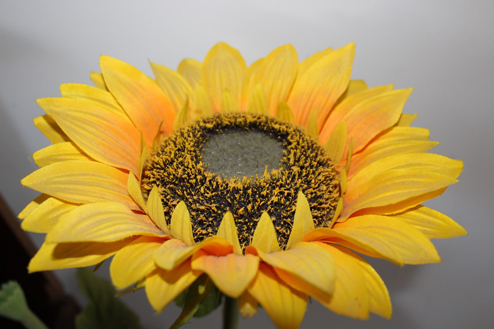 Canon EOS 100D (EOS Rebel SL1 / EOS Kiss X7) sample photo. Sunflower, flower, yellow photography