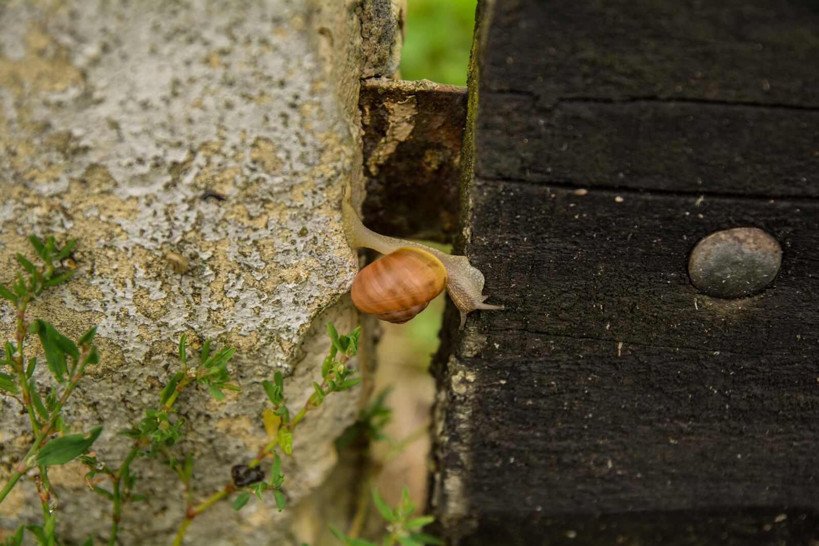 Tamron SP AF 17-50mm F2.8 XR Di II LD Aspherical (IF) sample photo. Nature, fence, snail photography