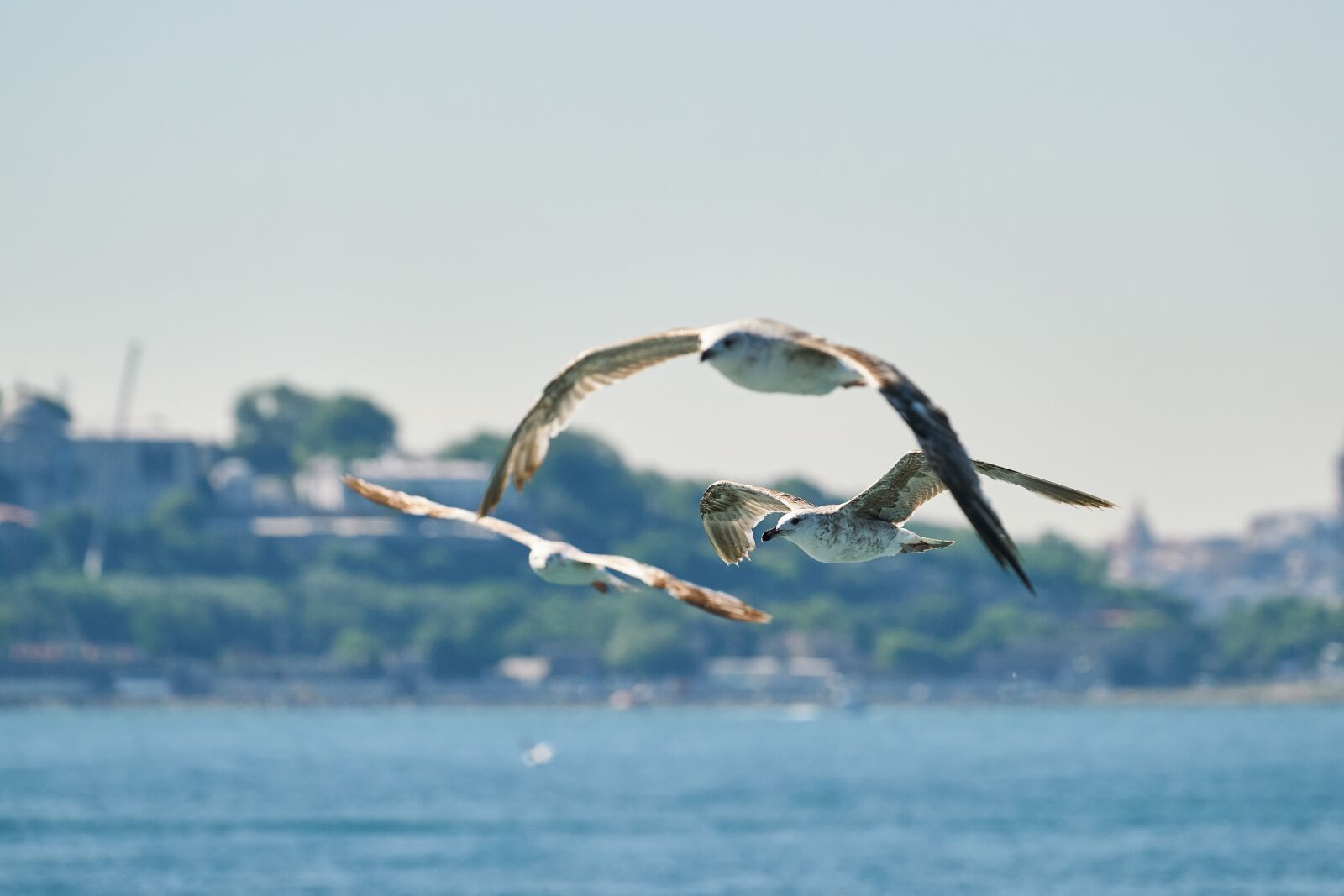 Sony FE 70-200mm F4 G OSS sample photo. Martila, birds, fly photography
