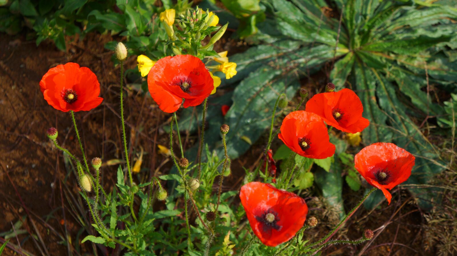 Sony Alpha a3000 + Sony E 18-55mm F3.5-5.6 OSS sample photo. Nature, plants, poppies photography