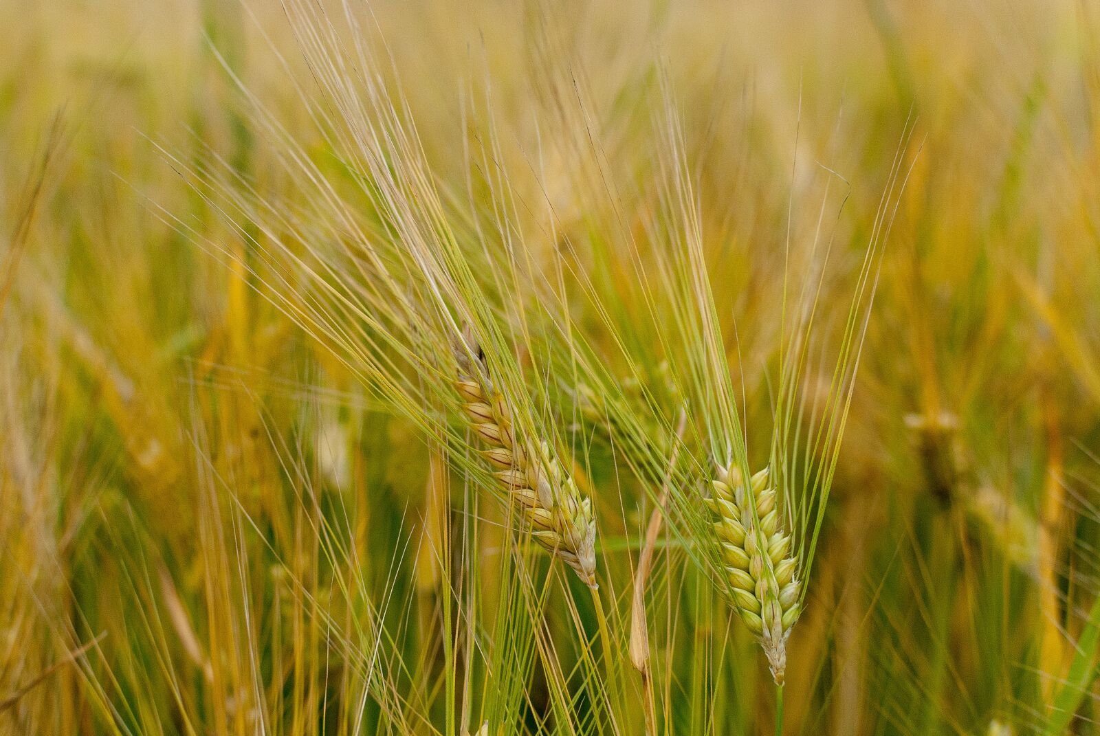 Nikon D80 sample photo. Wheat, epi, cereals photography
