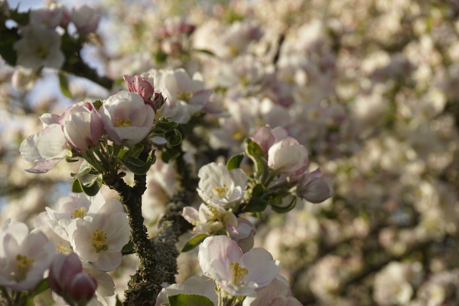 Sony a6000 sample photo. Baum, apple, tree photography
