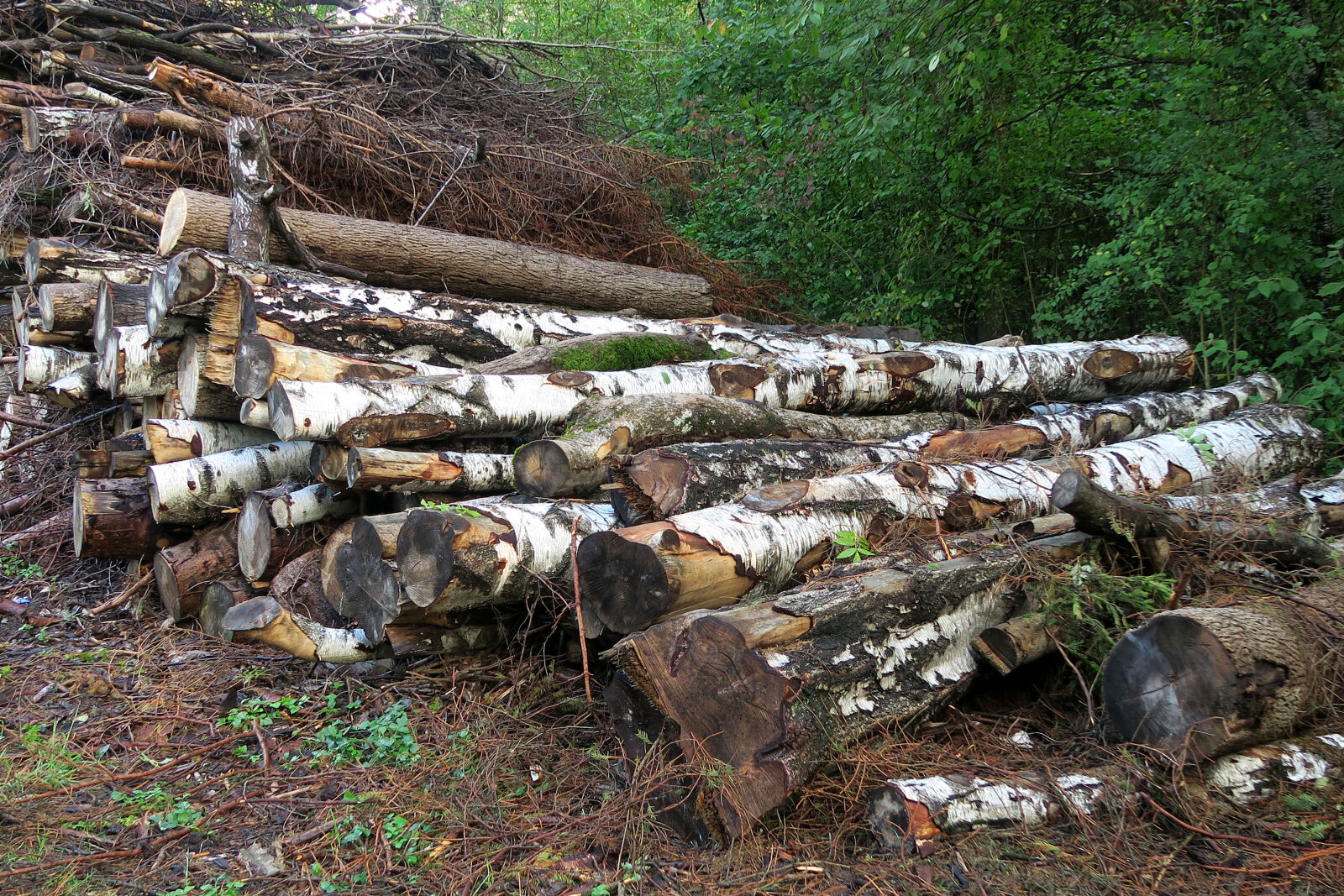Canon PowerShot G7 X sample photo. Landscape, logs, woodland photography