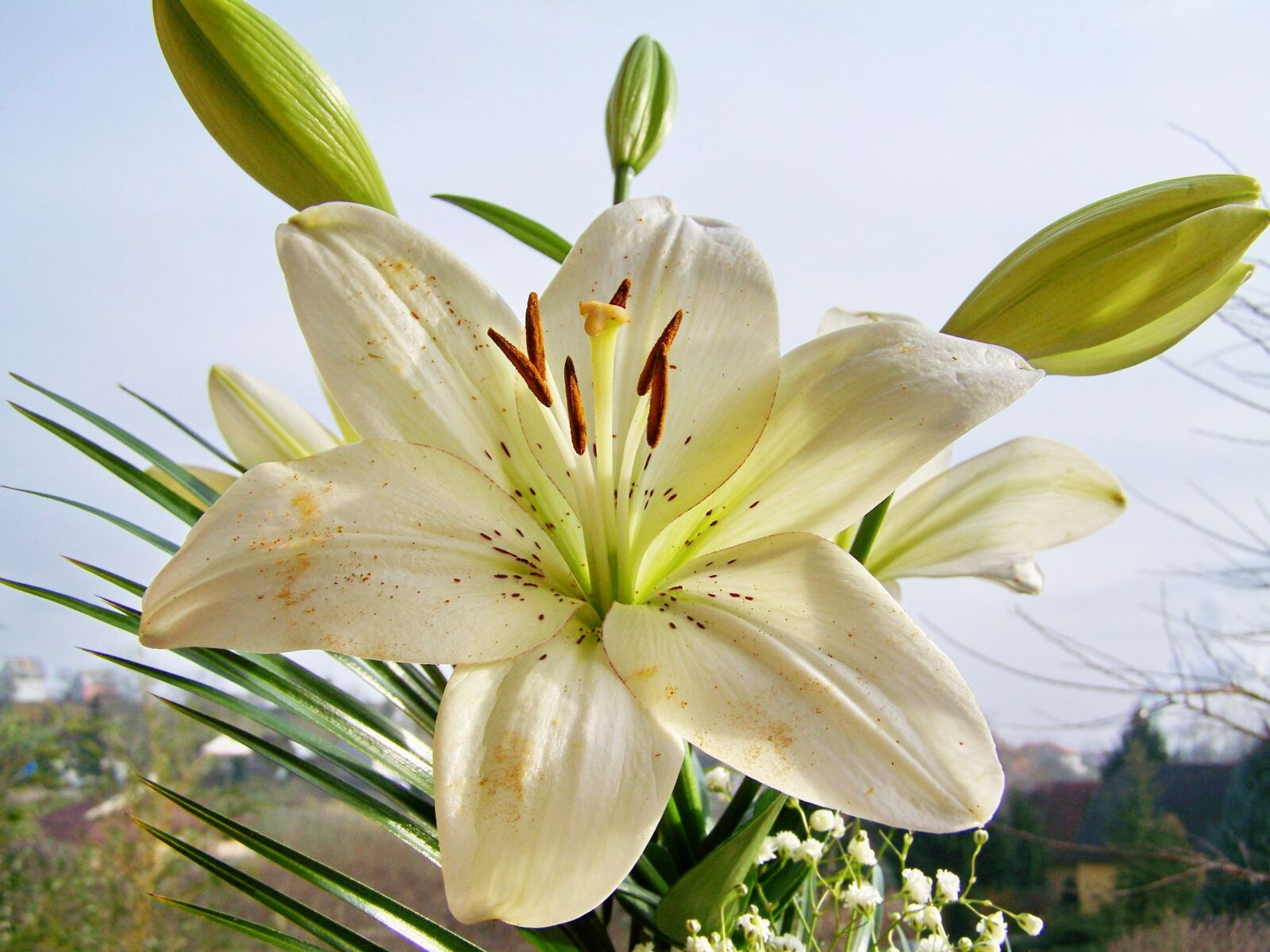 Kodak EASYSHARE ZD710 ZOOM DIGITAL CAMERA sample photo. Lily, white flower photography