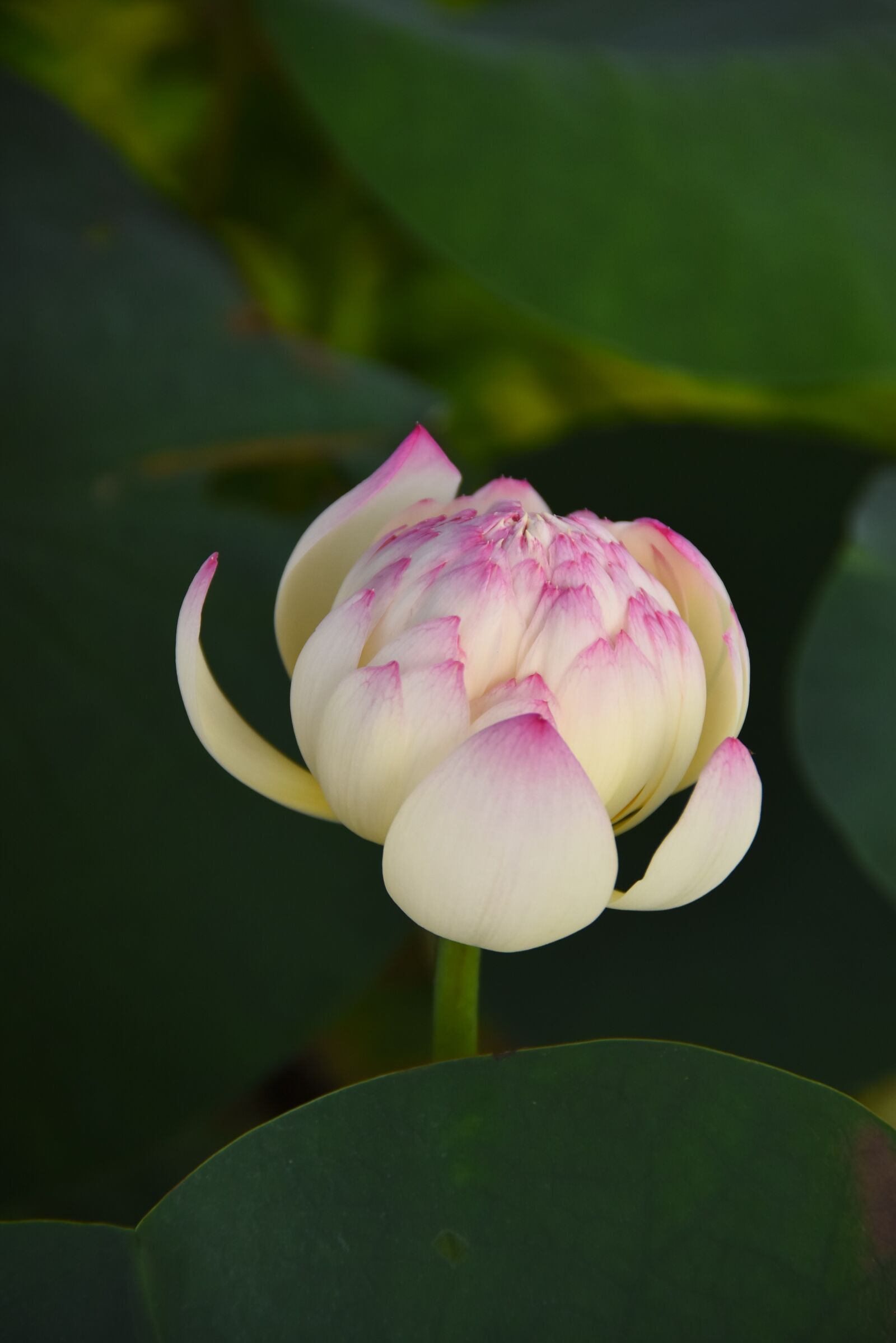Nikon D7200 sample photo. Pink lotus, green leaf photography