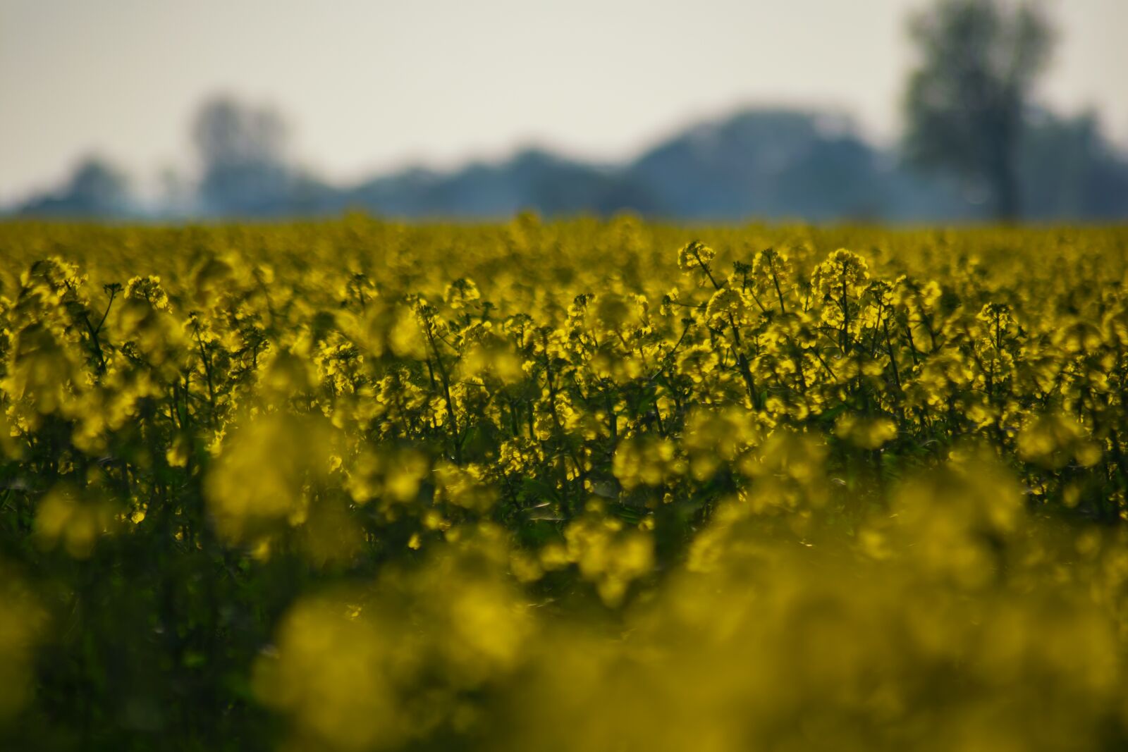 Nikon D3300 sample photo. Field of rapeseeds, oilseed photography