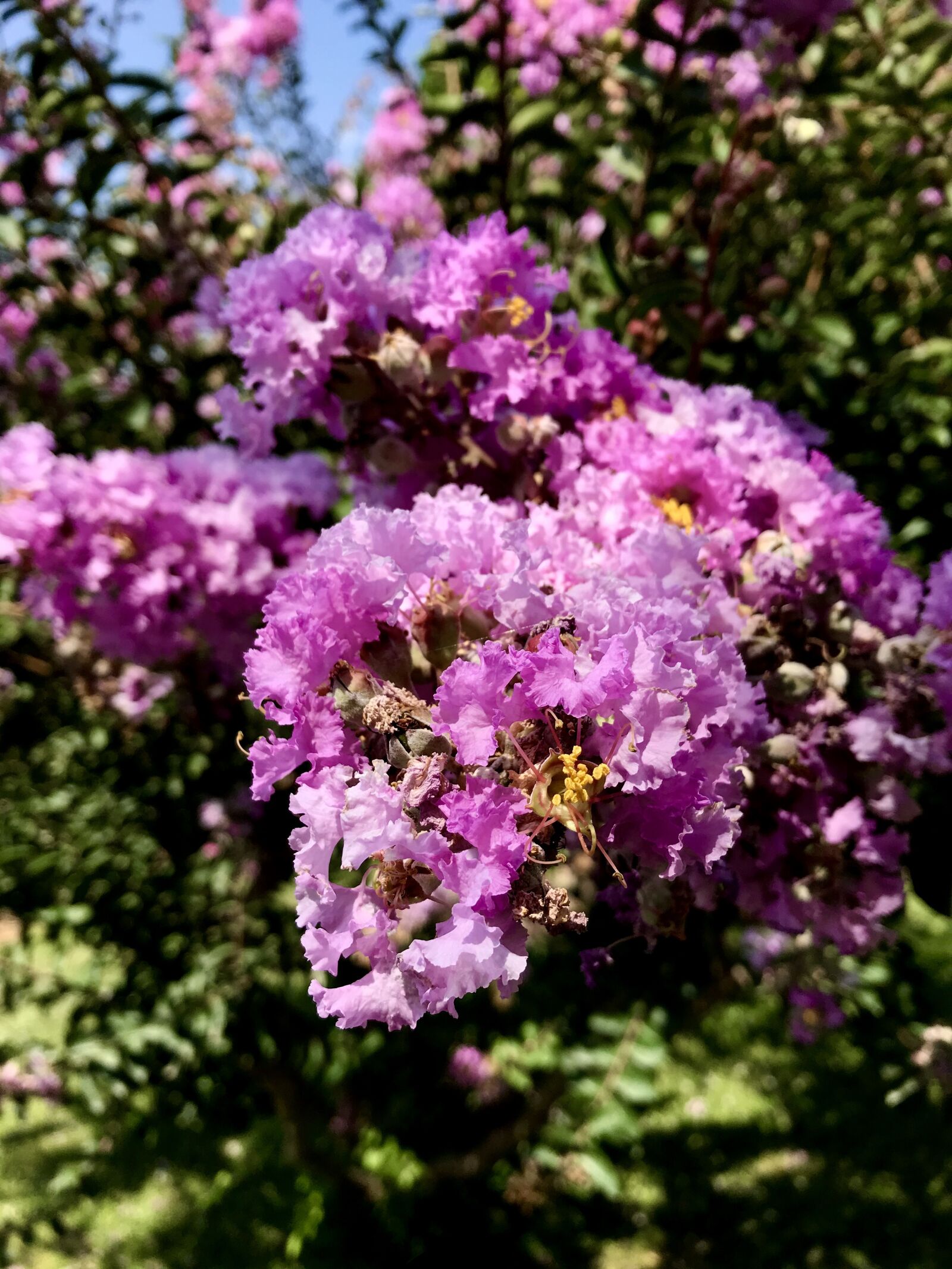 Apple iPad Pro (12.9-inch) (2nd generation) sample photo. Tree, rosa, flowers photography