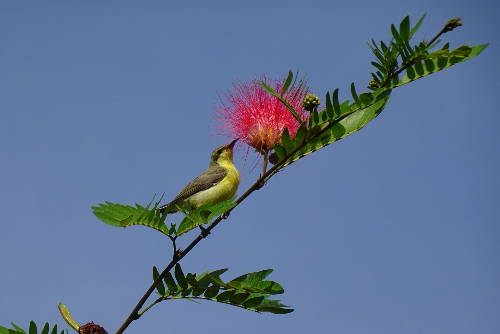 Sony DSC-WX800 sample photo. Bird, purple sunbird, cinnyris photography