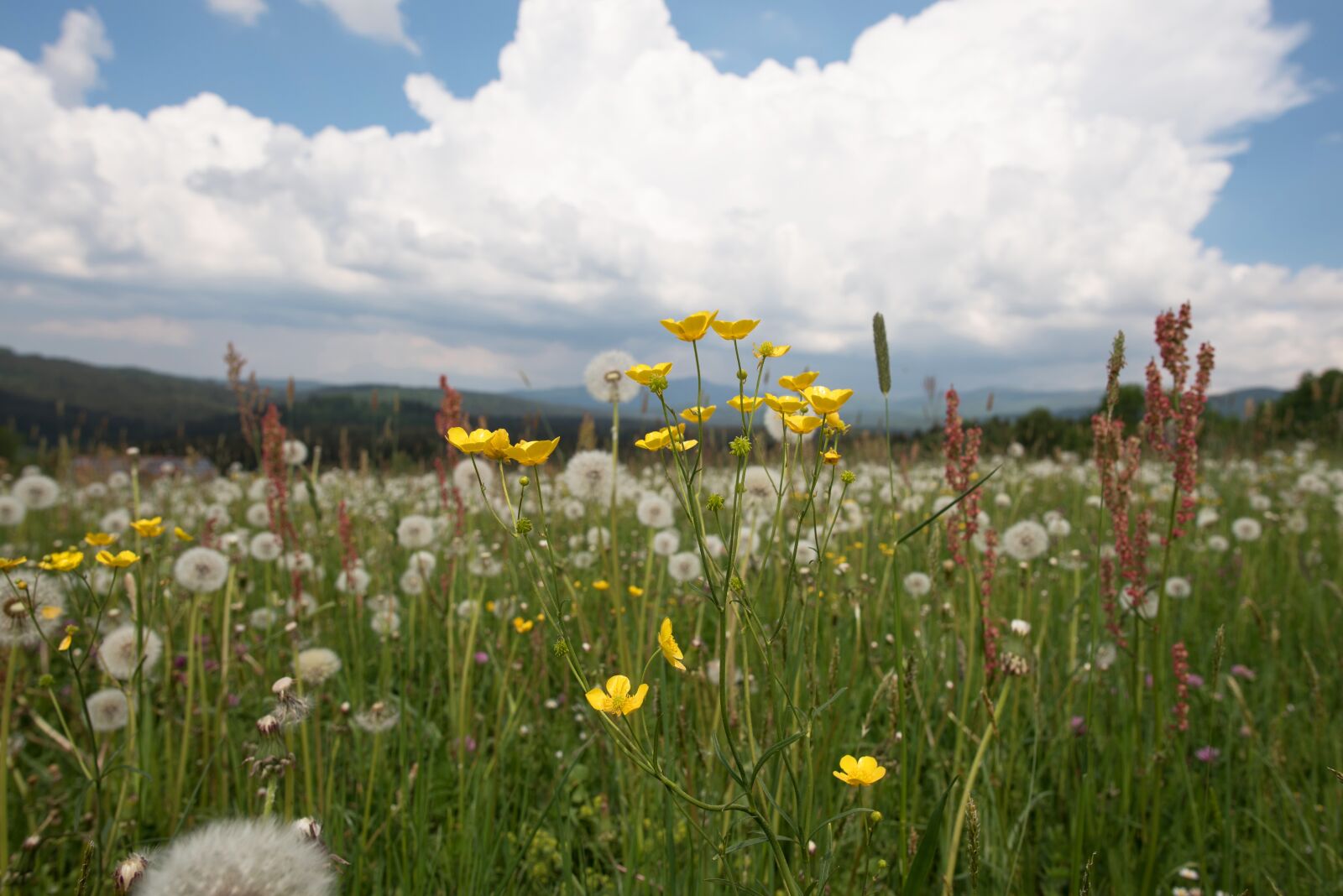 Nikon D750 sample photo. Field, meadow, flowers photography