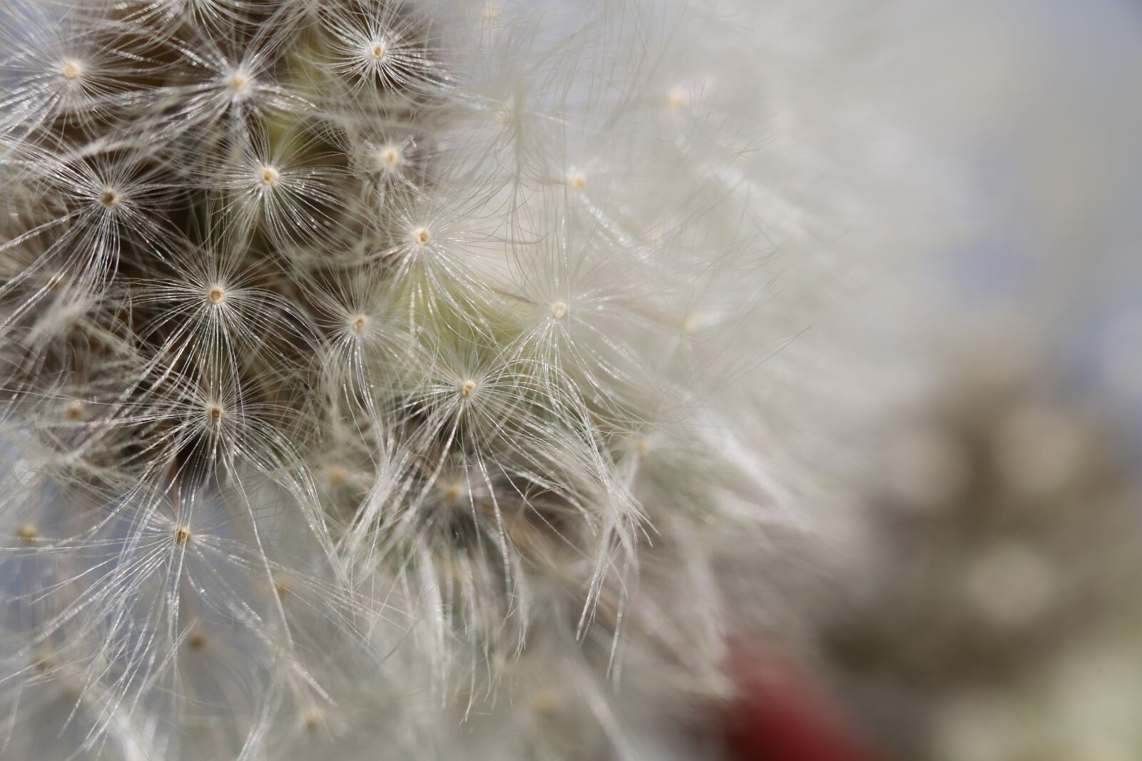 Canon EF 100mm F2.8L Macro IS USM sample photo. Dandelion, plant, nature photography