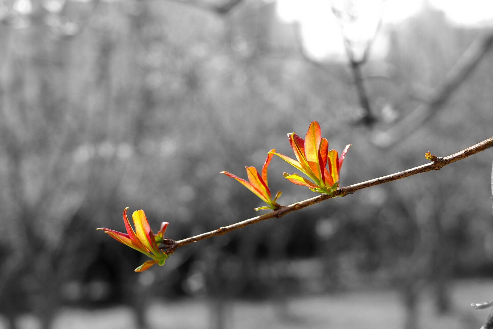 Canon EOS 77D (EOS 9000D / EOS 770D) sample photo. Nature, outdoor, the leaves photography