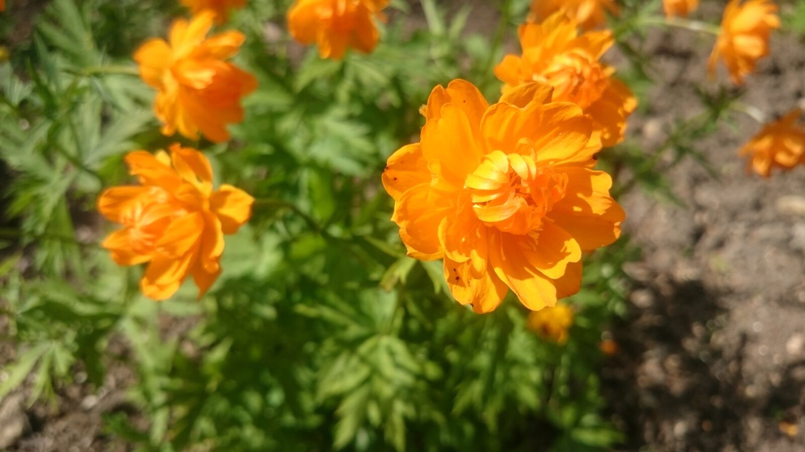 Sony Xperia Z1 Compact sample photo. Nature, flora, flower photography