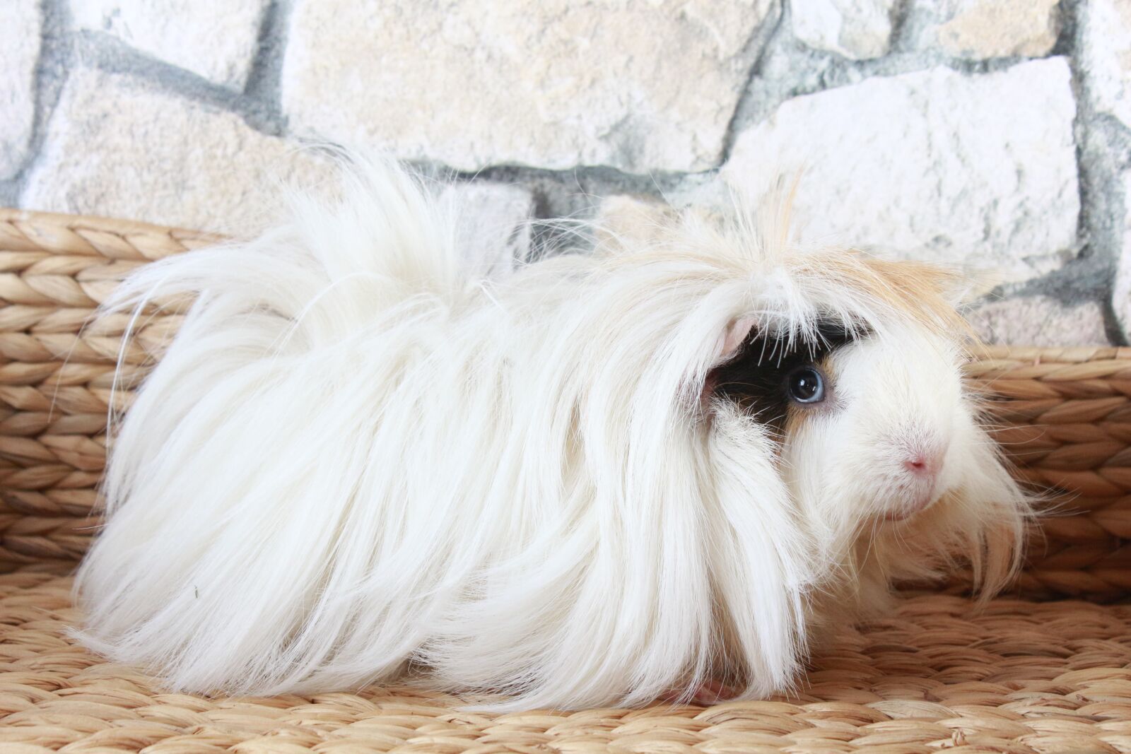 Canon EOS 700D (EOS Rebel T5i / EOS Kiss X7i) + Canon EF-S 18-55mm F3.5-5.6 IS sample photo. Guinea pig, sweet, fur photography