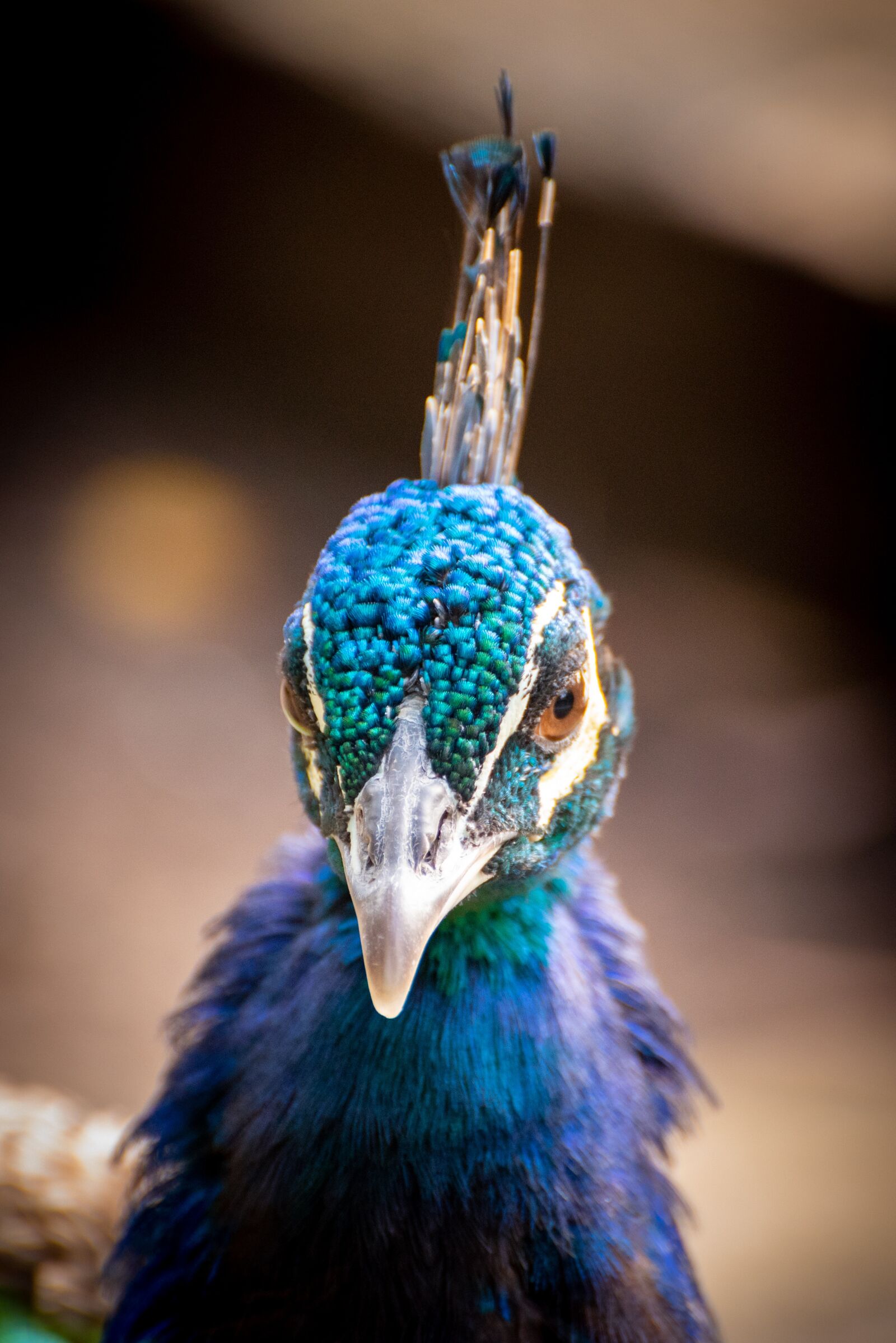 Nikon D750 sample photo. Peacock, nature, zoo photography