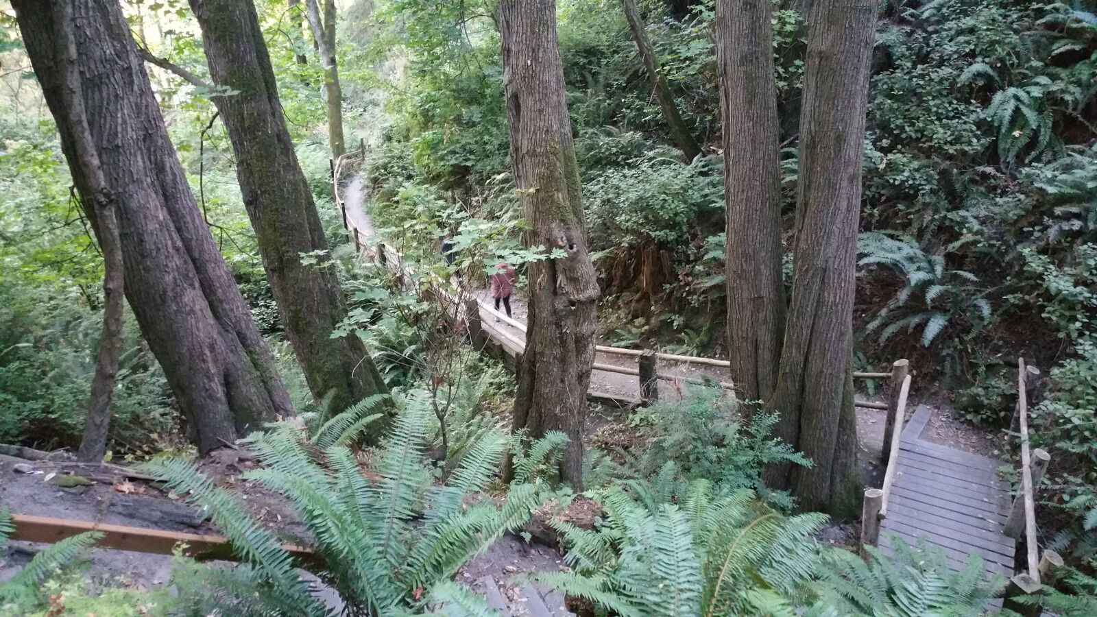Samsung Galaxy Note4 sample photo. Woods, trees, pacific northwest photography
