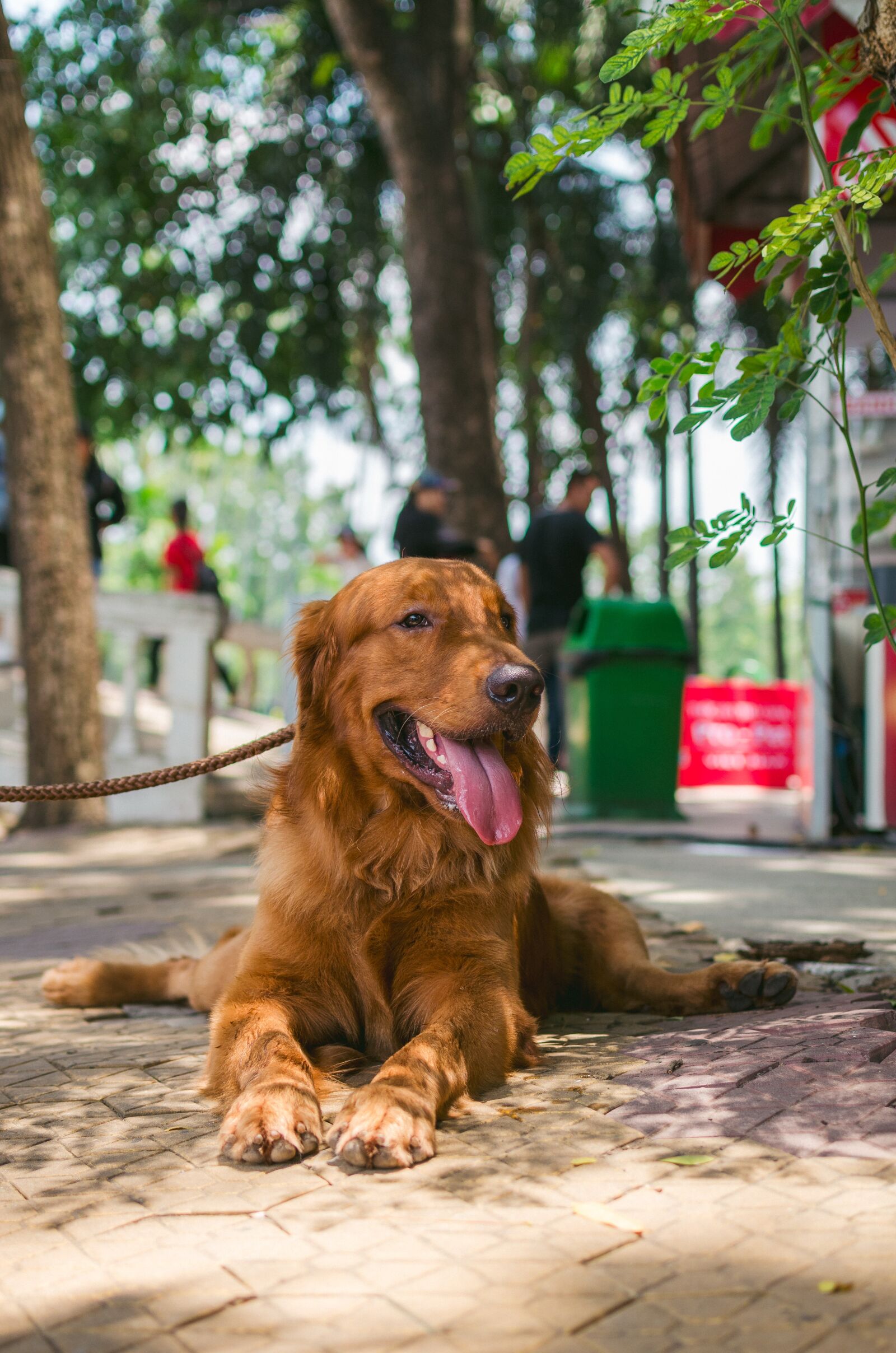 Nikon D7000 sample photo. Golden, animal, lovely photography