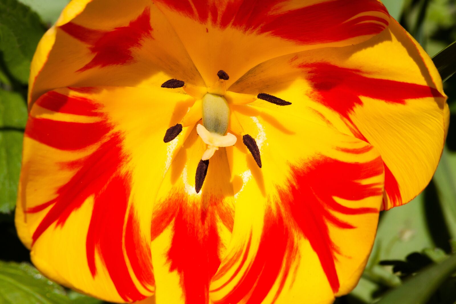 Canon EOS 50D sample photo. Tulip, spring flower, flower photography