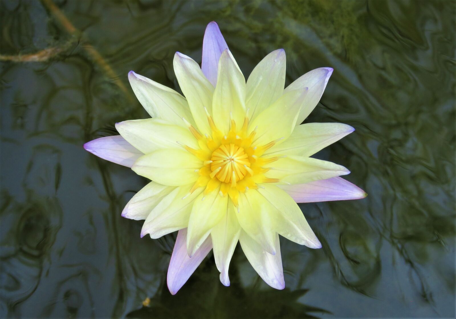 Canon PowerShot SX60 HS sample photo. Lotus, pond, flower photography