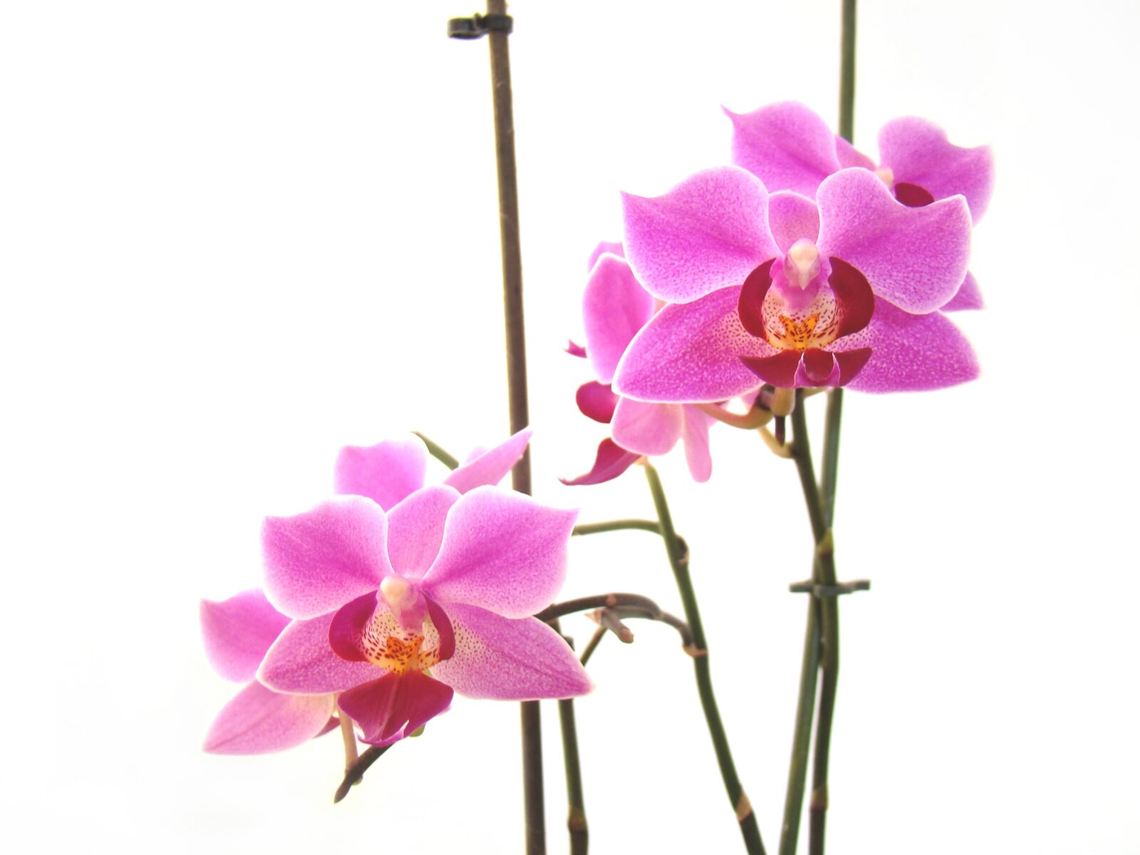 Sony Cyber-shot DSC-H50 sample photo. Flower, flora, nature photography