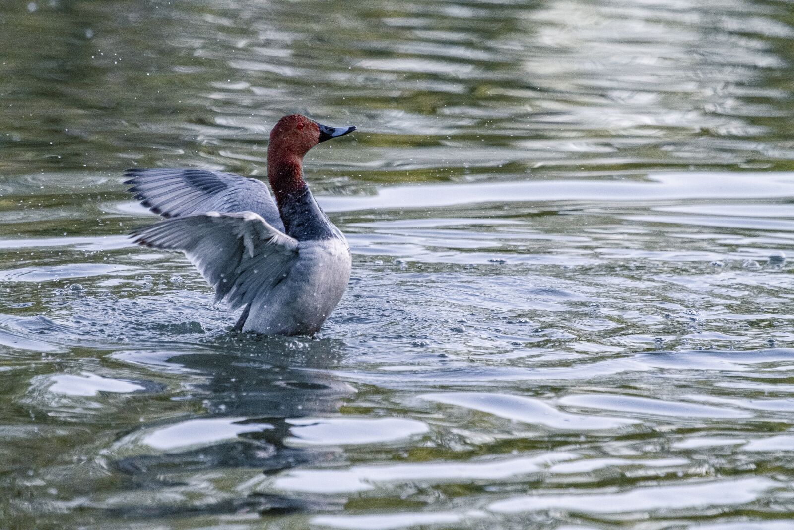 Canon EF 100-400mm F4.5-5.6L IS USM sample photo. Duck, water, lake photography