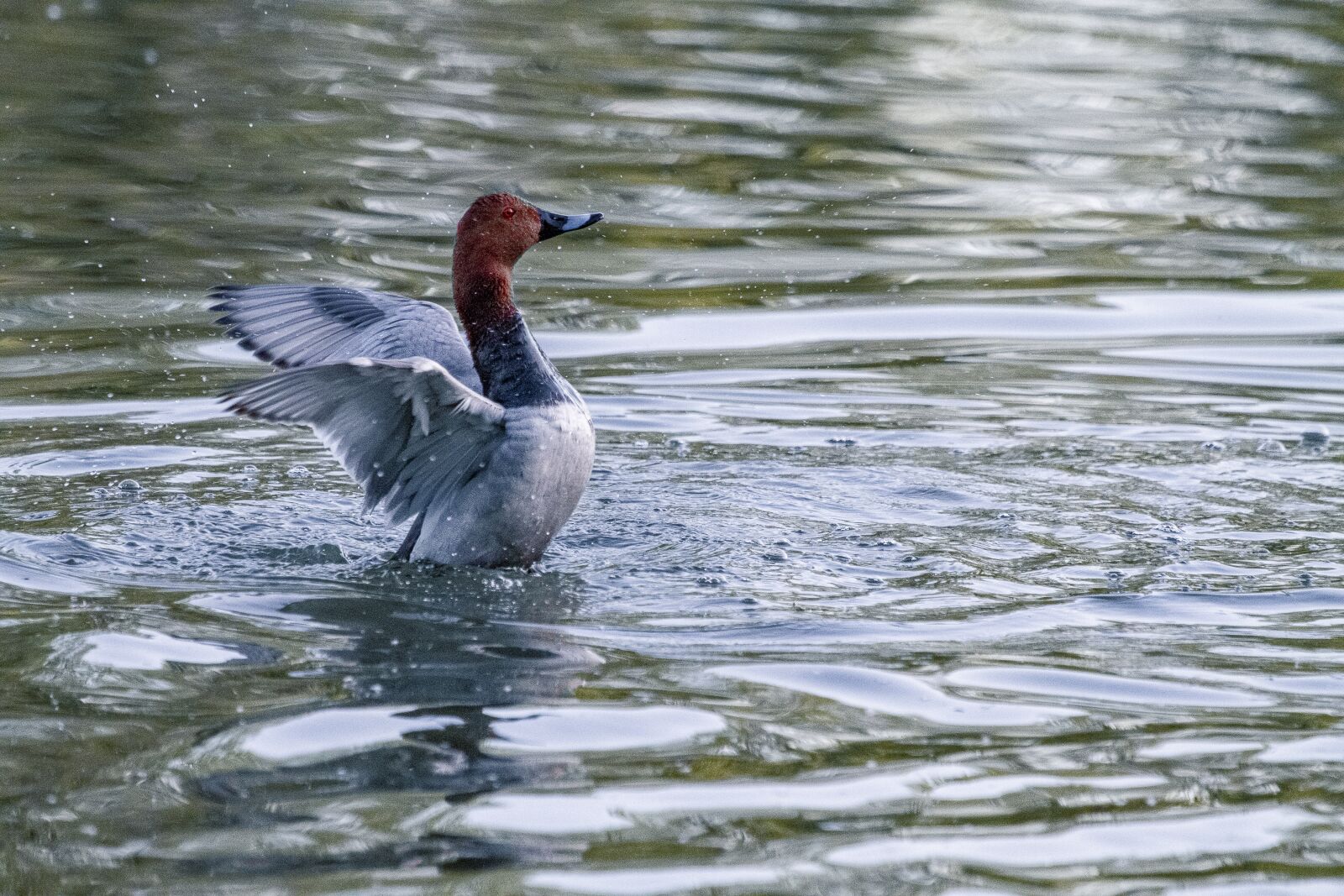 Canon EOS 7D + Canon EF 100-400mm F4.5-5.6L IS USM sample photo. Duck, water, lake photography