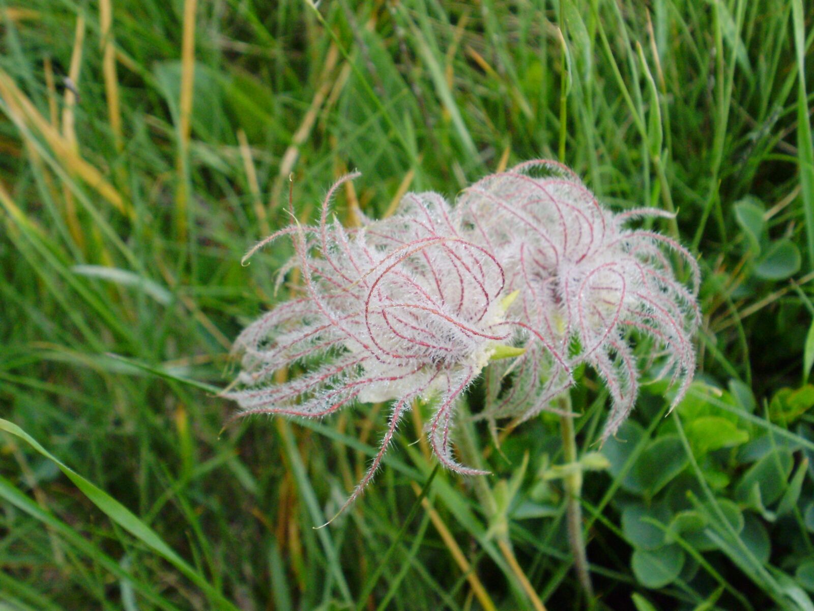 Olympus FE330,X845,C550 sample photo. Flower, anemone, nature photography