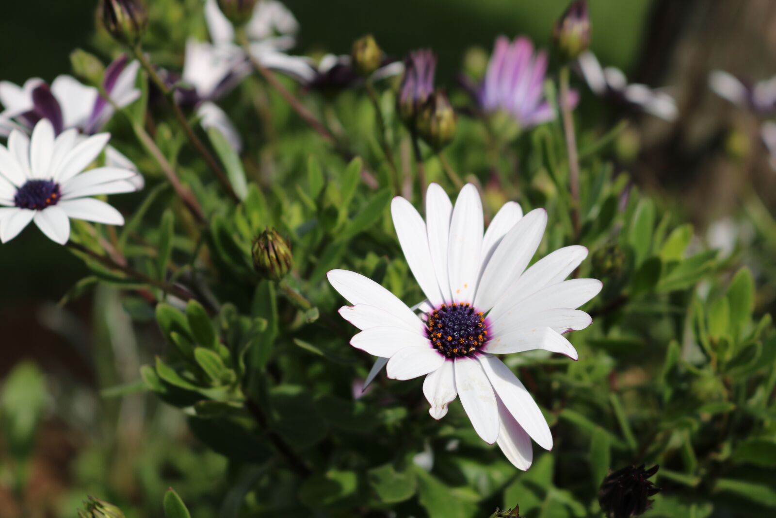 Canon EOS 750D (EOS Rebel T6i / EOS Kiss X8i) sample photo. Flowers, flower, chile photography