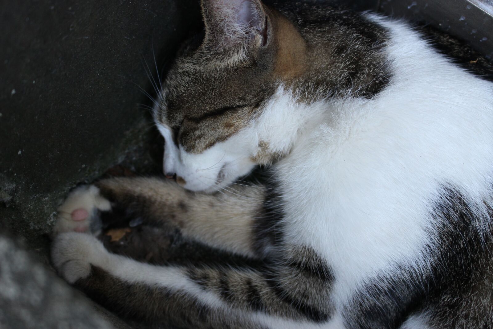Canon EOS 100D (EOS Rebel SL1 / EOS Kiss X7) sample photo. Cat, sleeping cat, sleep photography