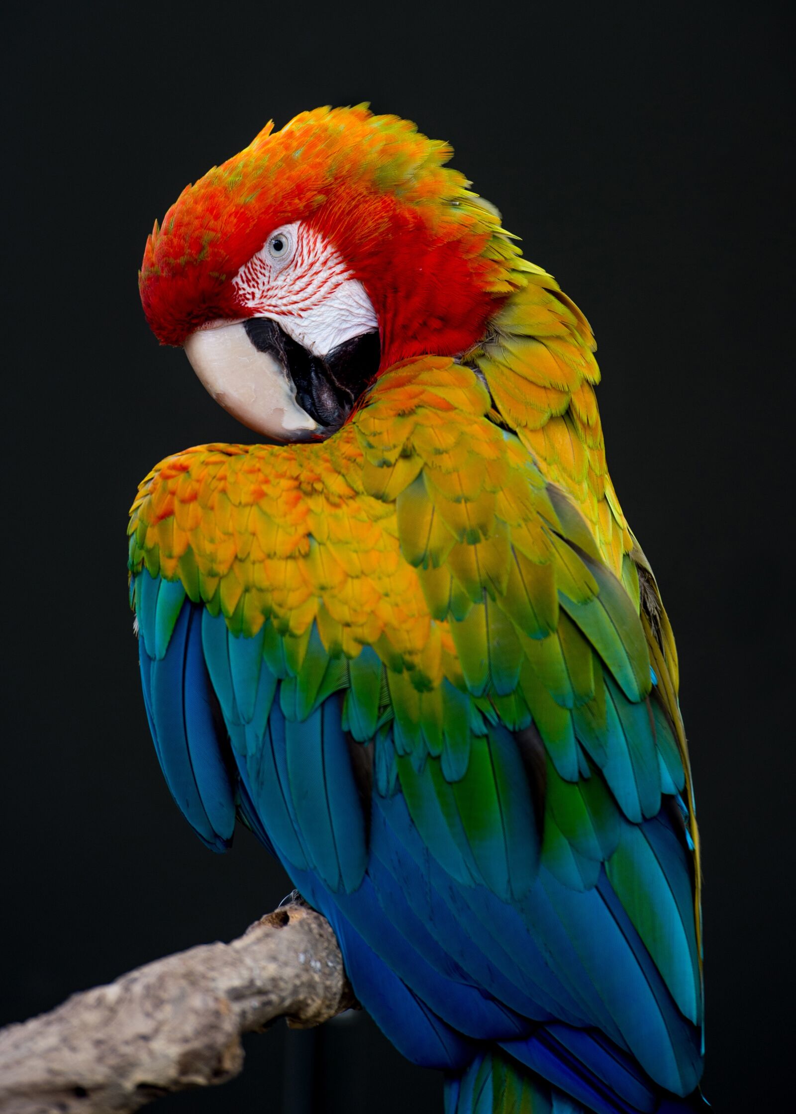 Nikon Df sample photo. Bird, parrot, feathers photography
